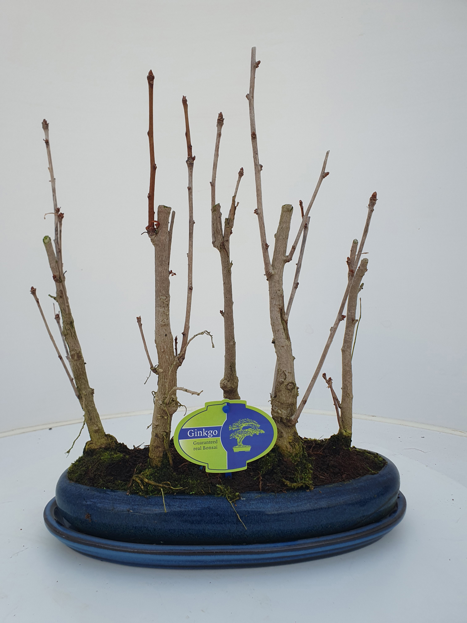 Ginkgo Biloba, group 5 stem, with driptray, D 30