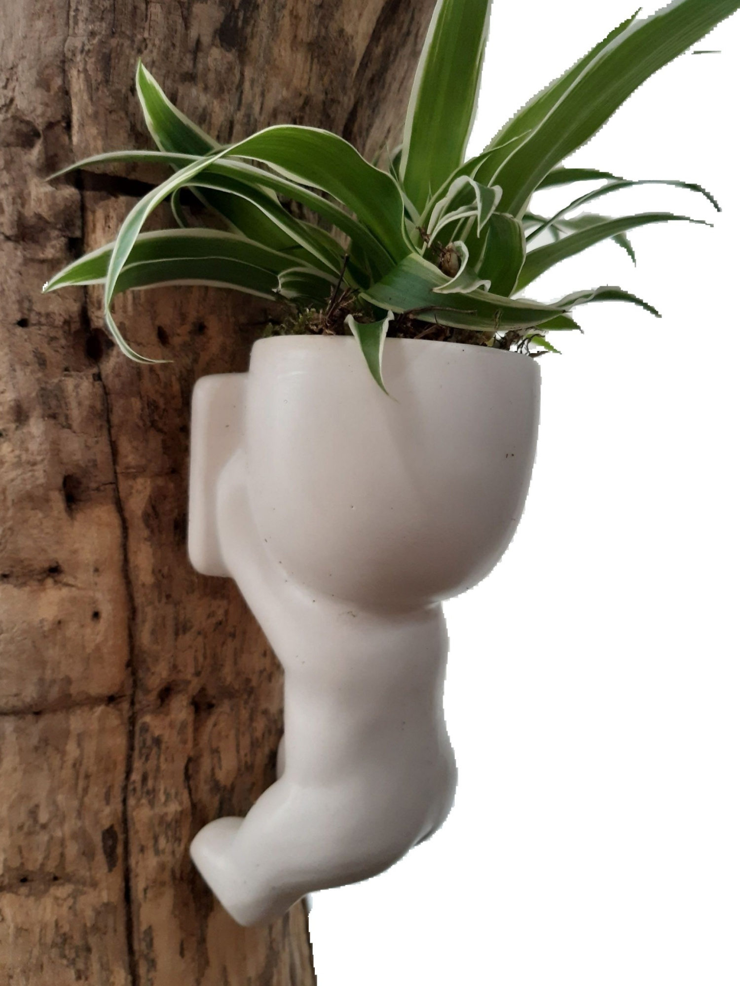 CLC15CHL Climbing Chillings H15 Chlorophytum, D 6