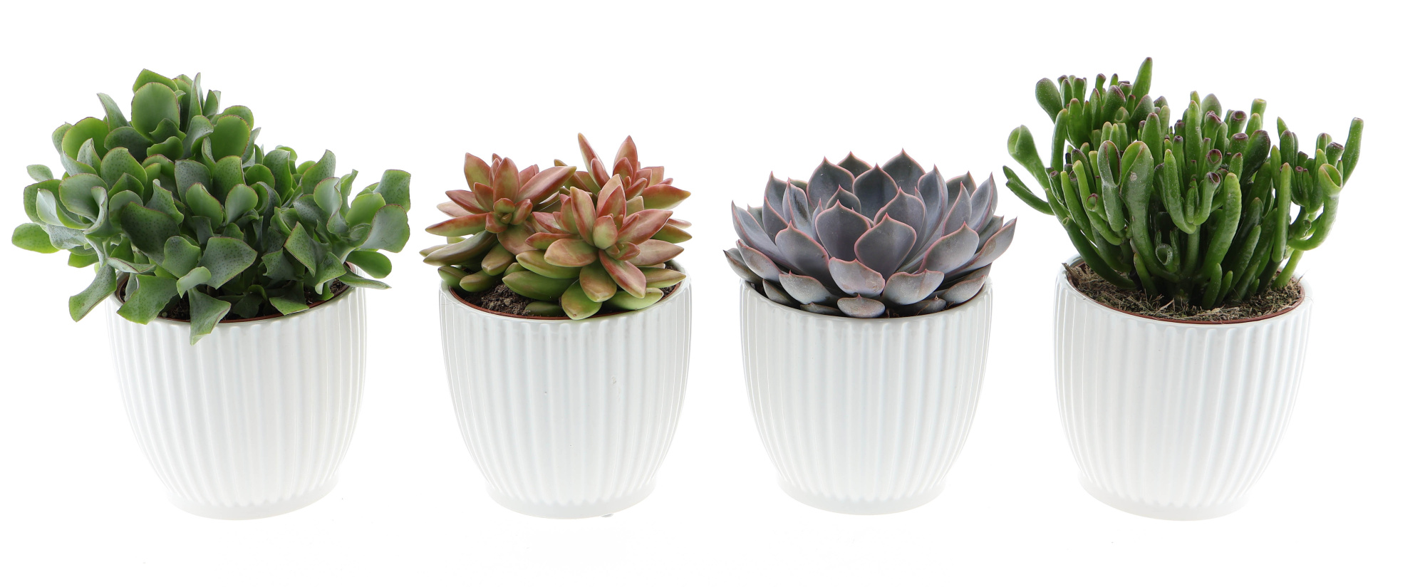 Design pot succulent mix, D 12