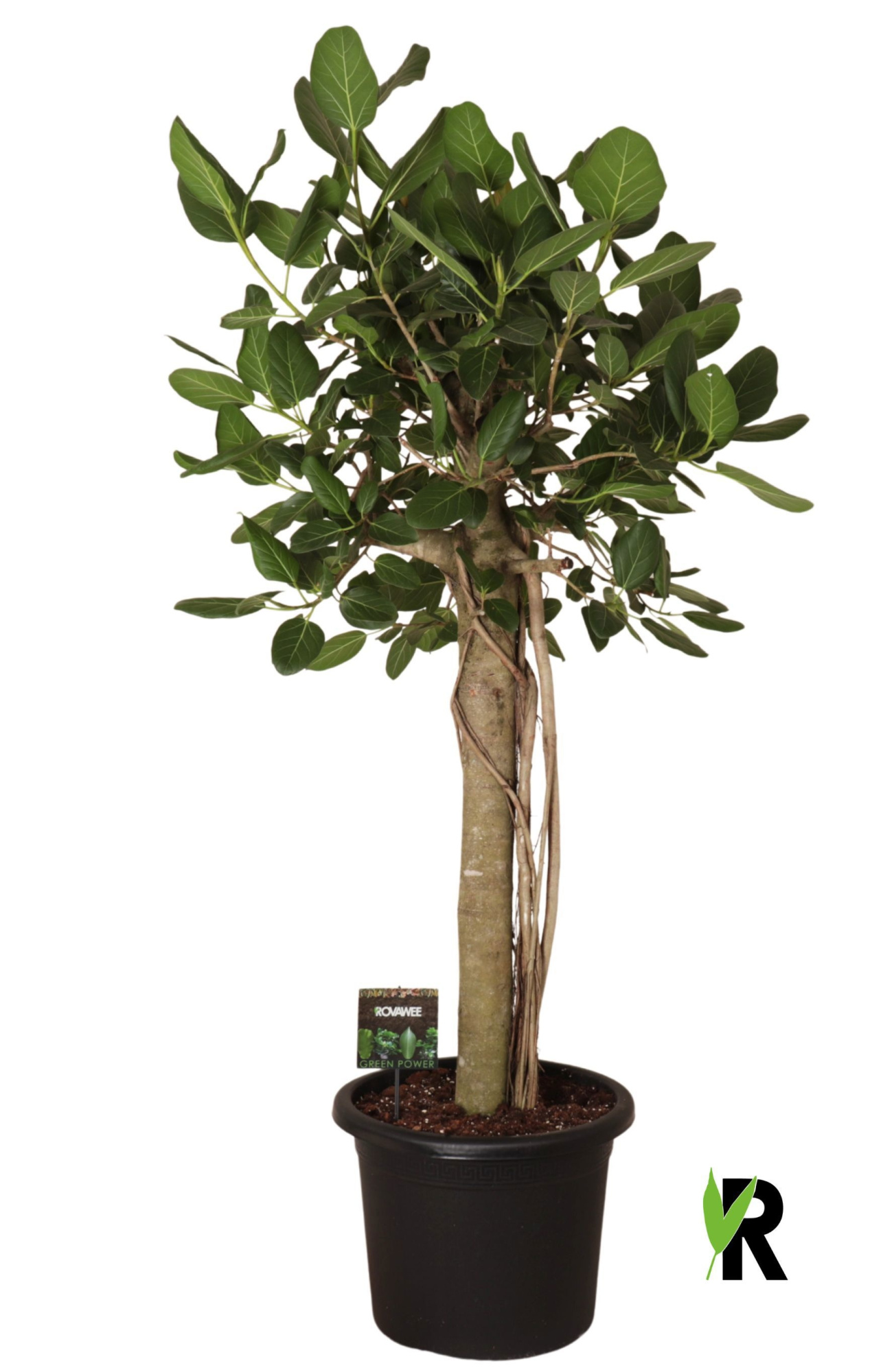 Ficus bengh. Audrey XL op stam, D 45