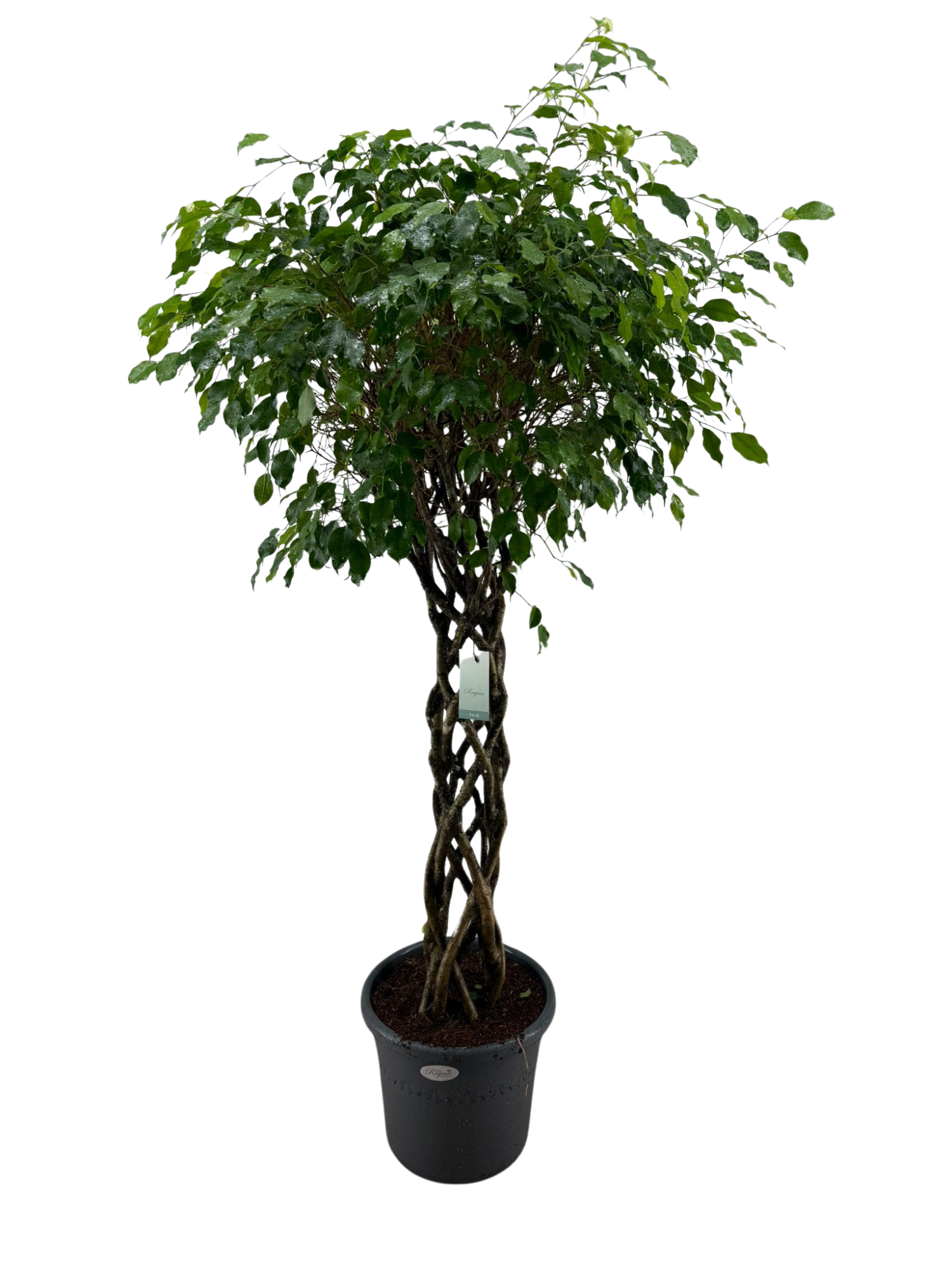 Ficus Benjamina Exotica koker p40, D 40