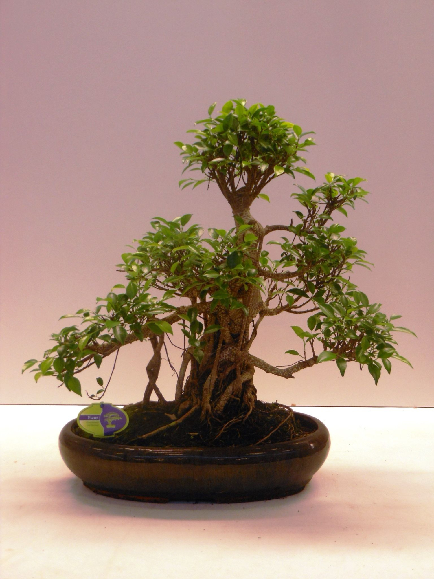 Ficus retusa, 43cm., shape, with drip tray, D 43