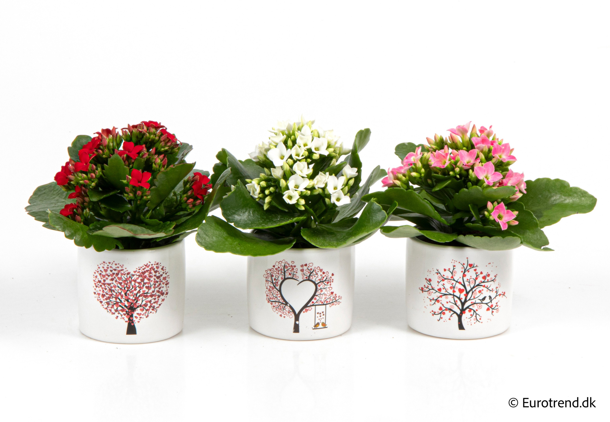 Kalanchoe in Valentine ceramic 2026, D 6