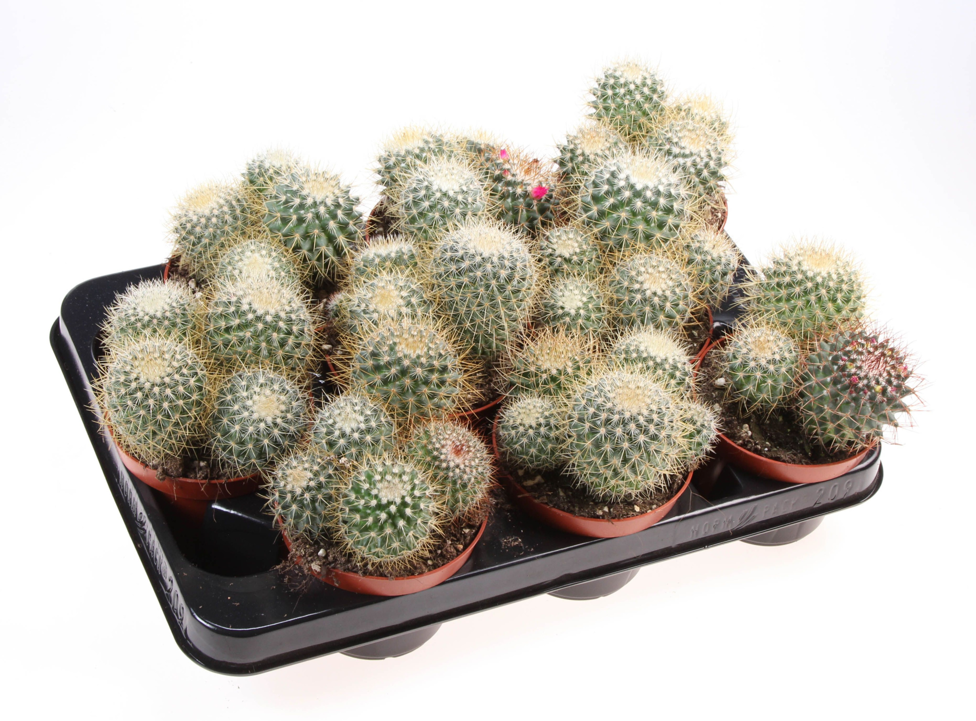 Mammillaria pringley geel, D 10,5