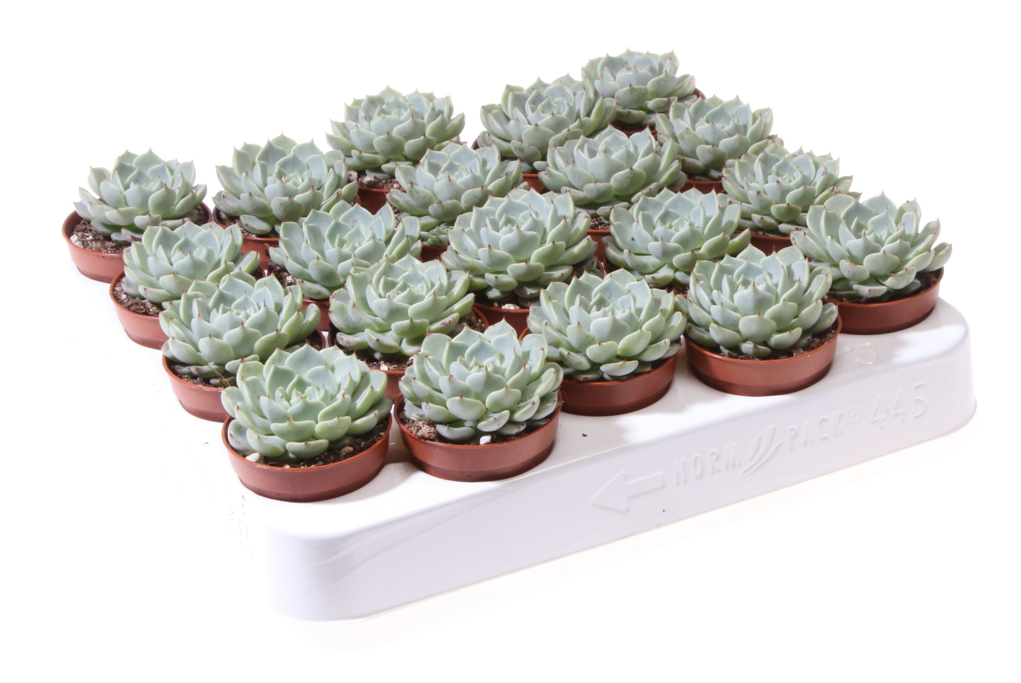 Echeveria globulosa, D 5,5