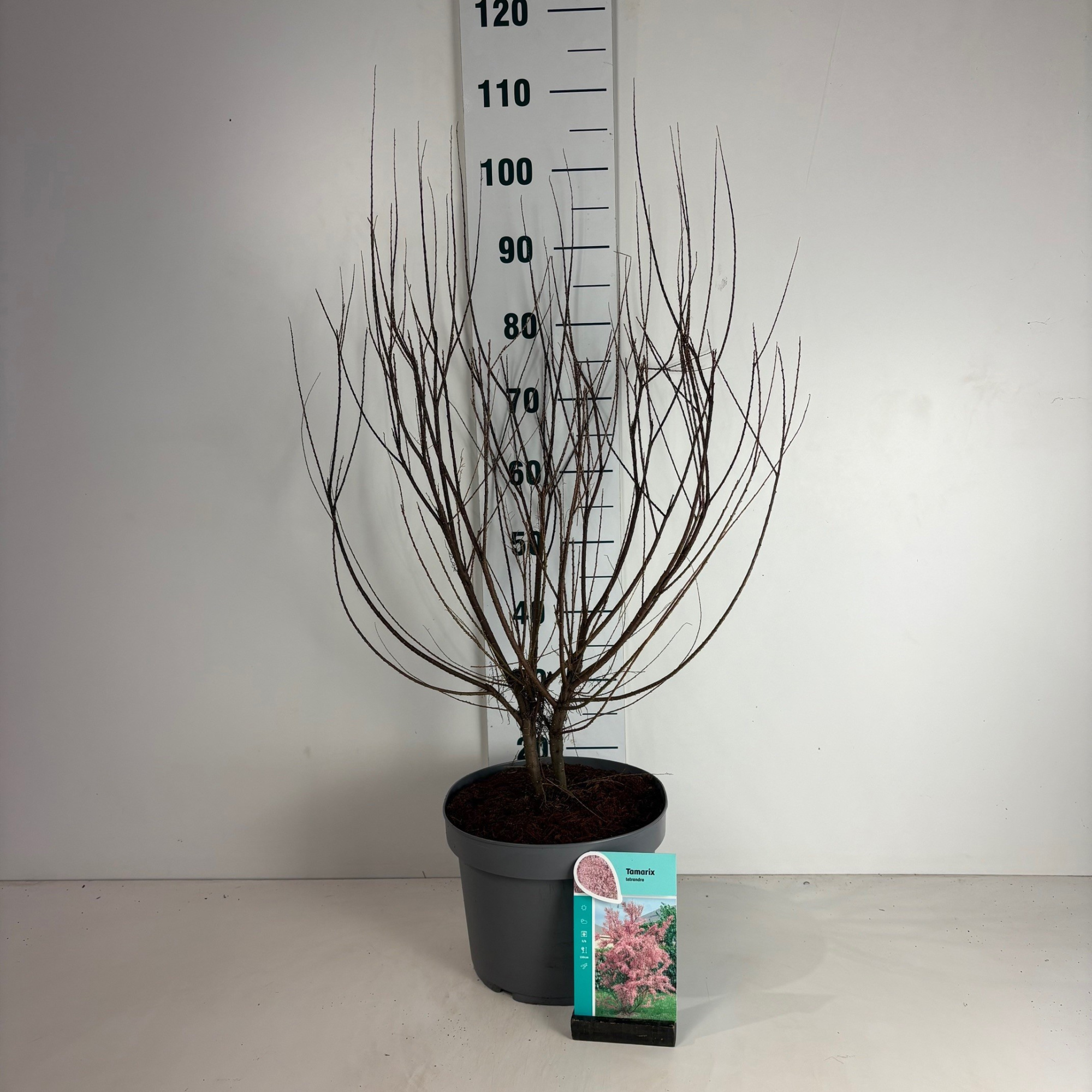 Tamarix tetrandra, D 29