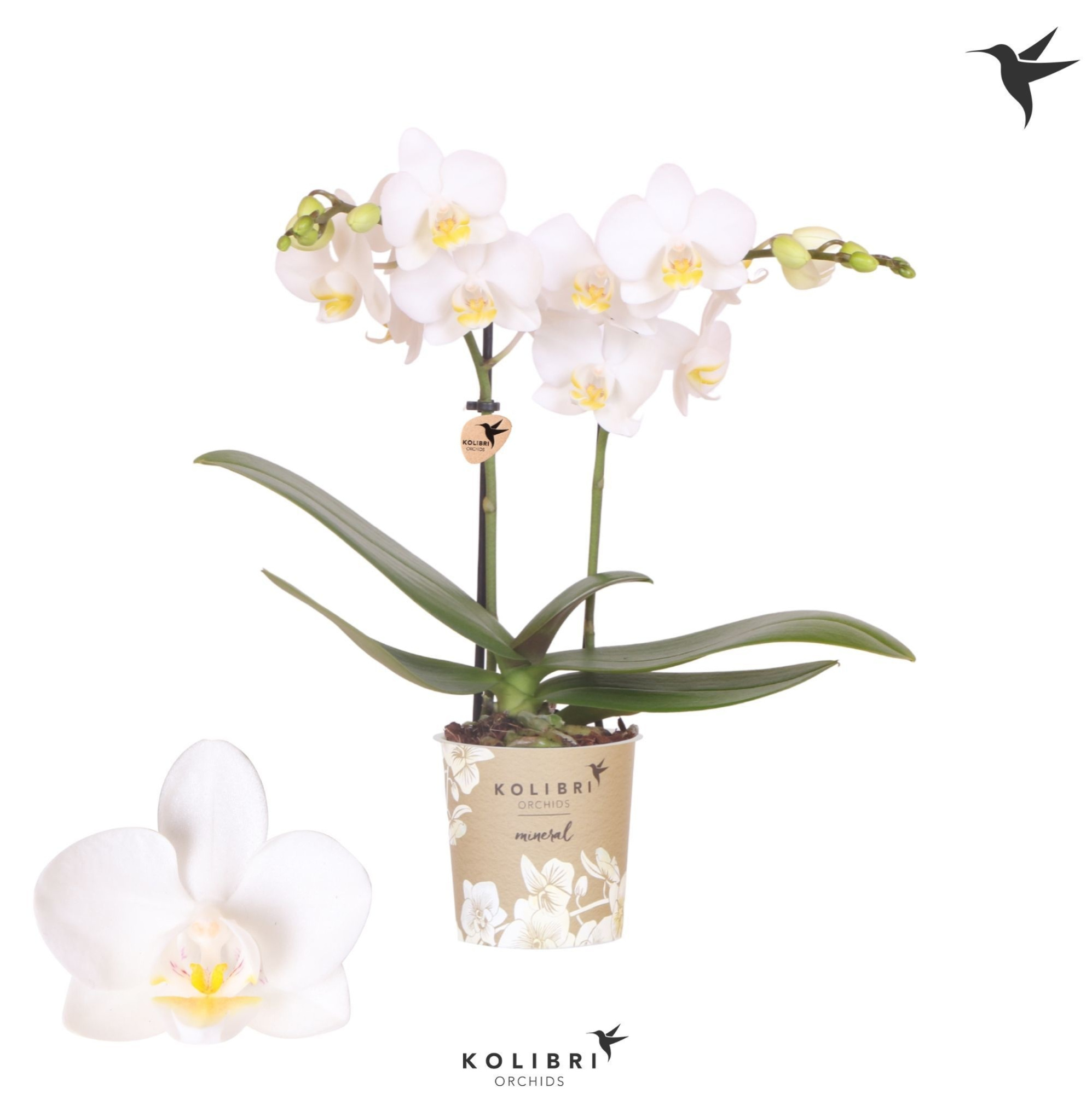 Kolibri Orchids Phalaenopsis Norway 2 spike, D 9