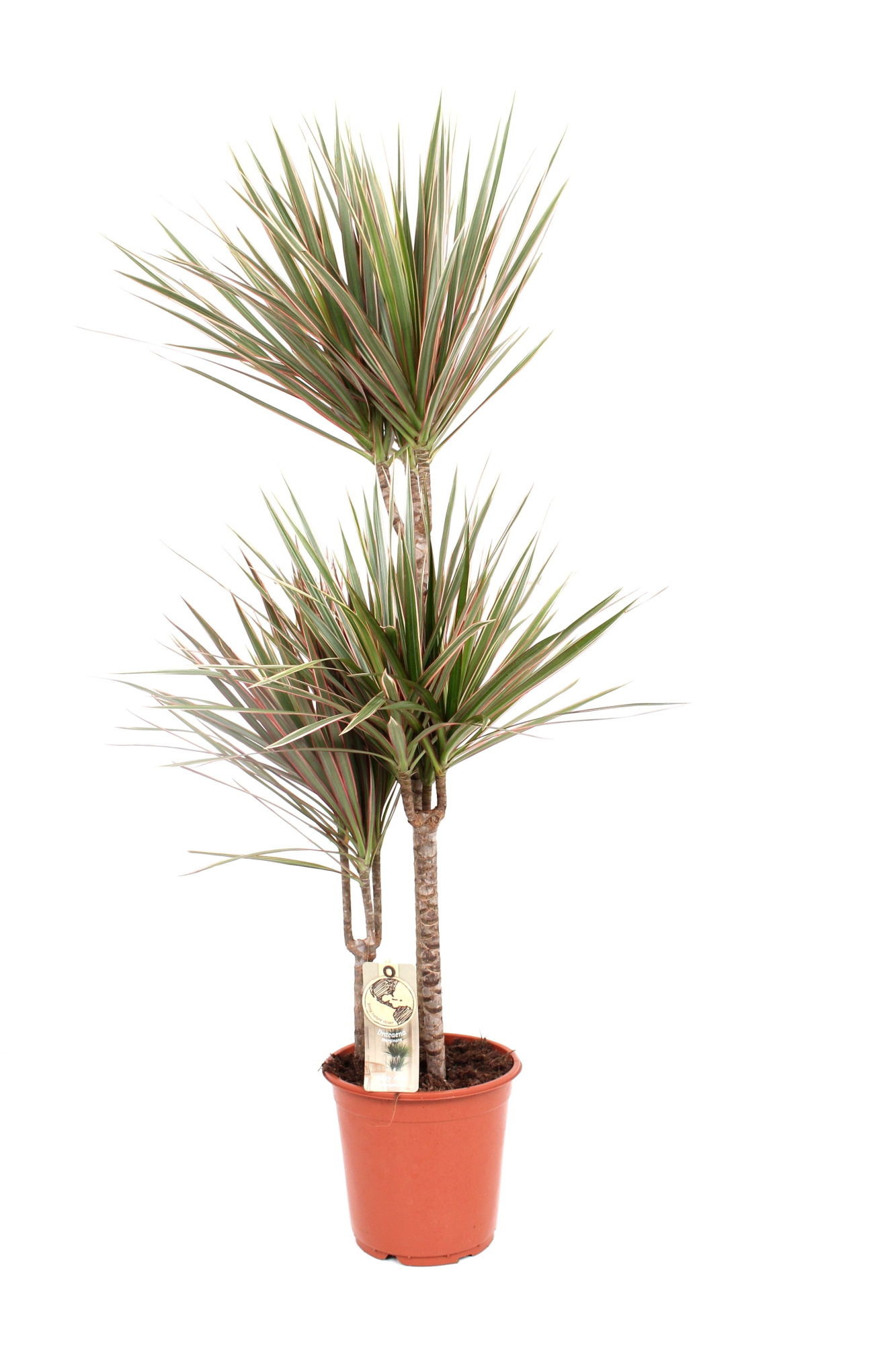 Bicolor P21 60-30-15, D 21