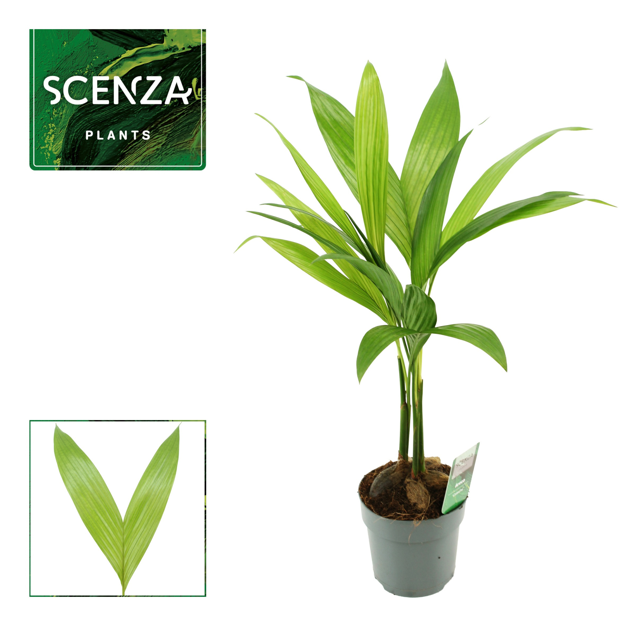 Areca Catechu 12 cm, D 12