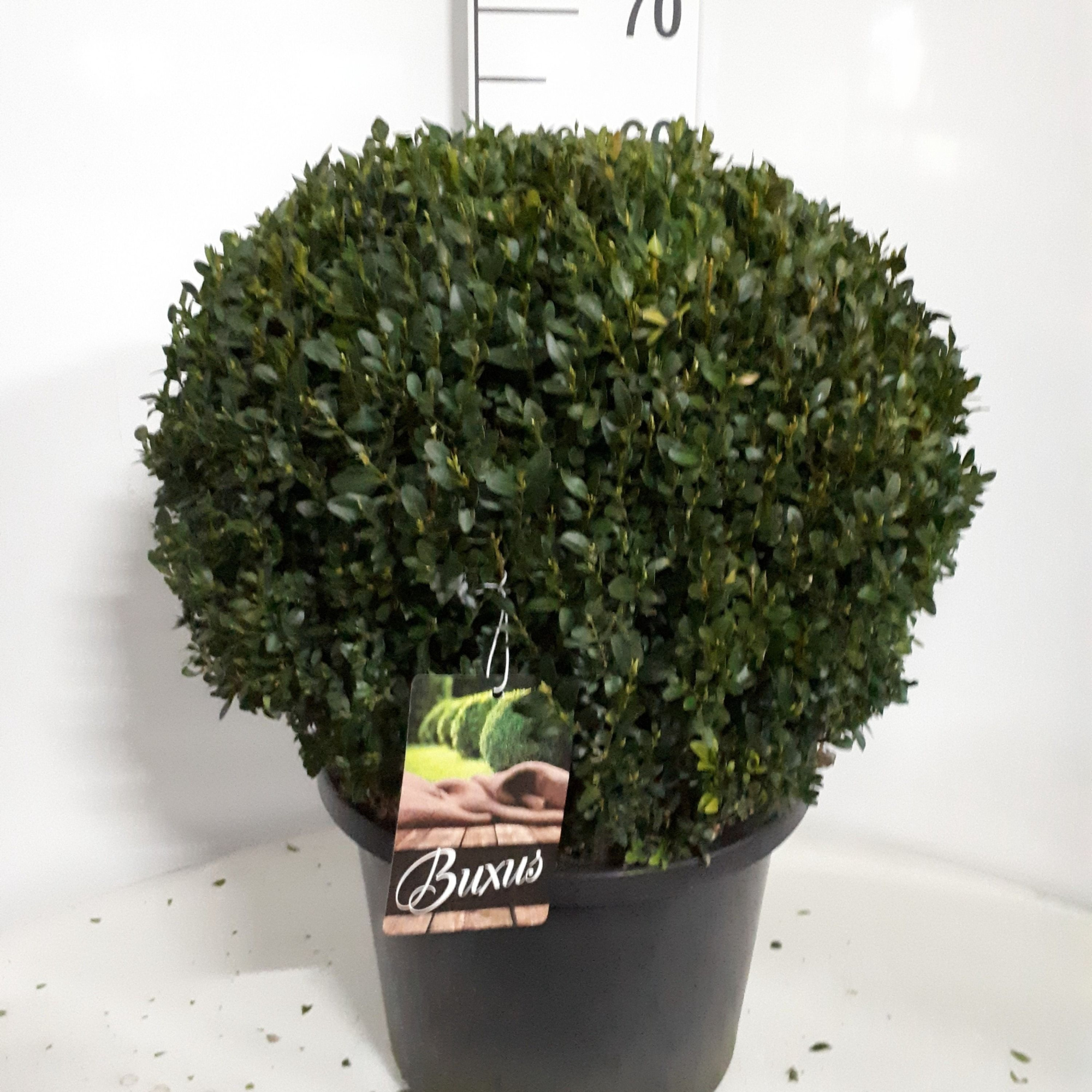 Buxus sempervirens bol 40, D 32