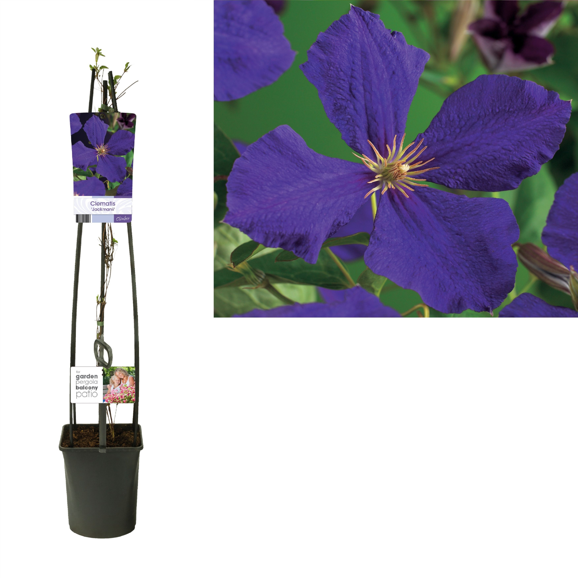 Clematis 'Jackmanii' +light label, D 23
