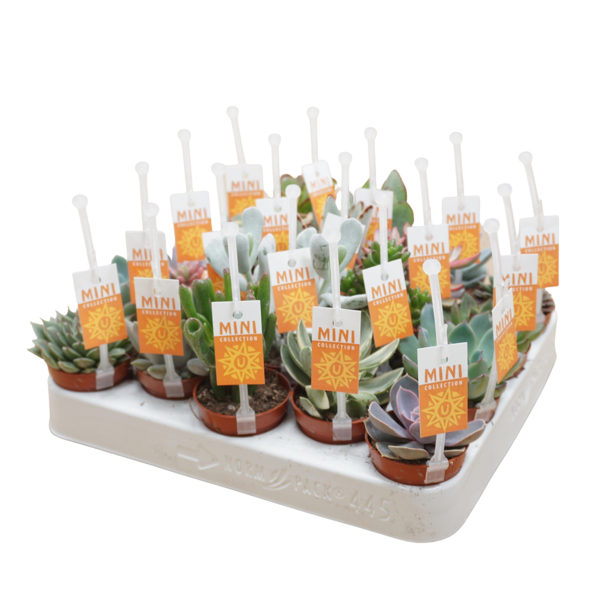Succulenten mix 5,5 cm met picker+etiket, D 5,5