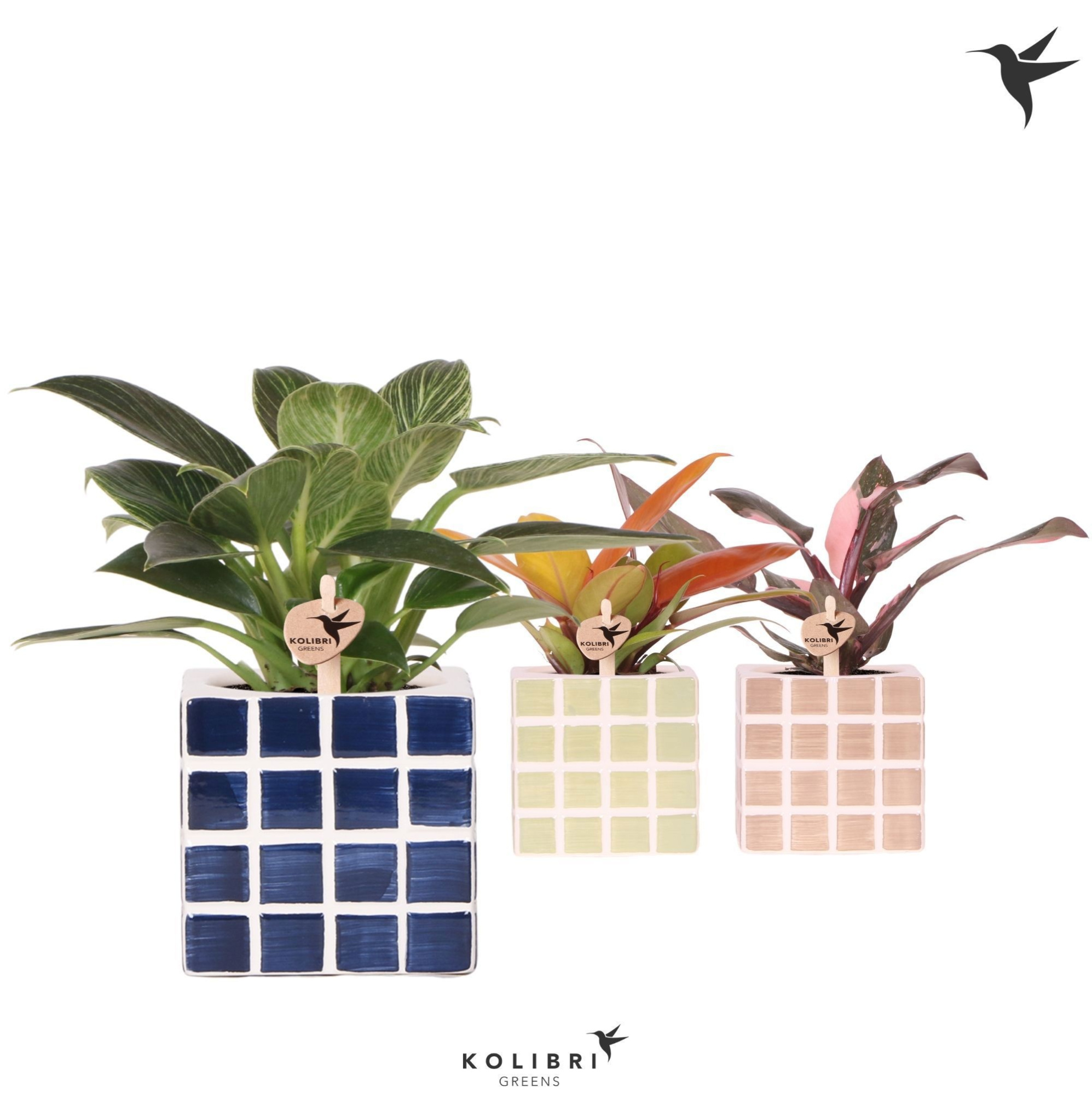 Kolibri Greens Philodendron mix in Mosa pot blue mix, D 9