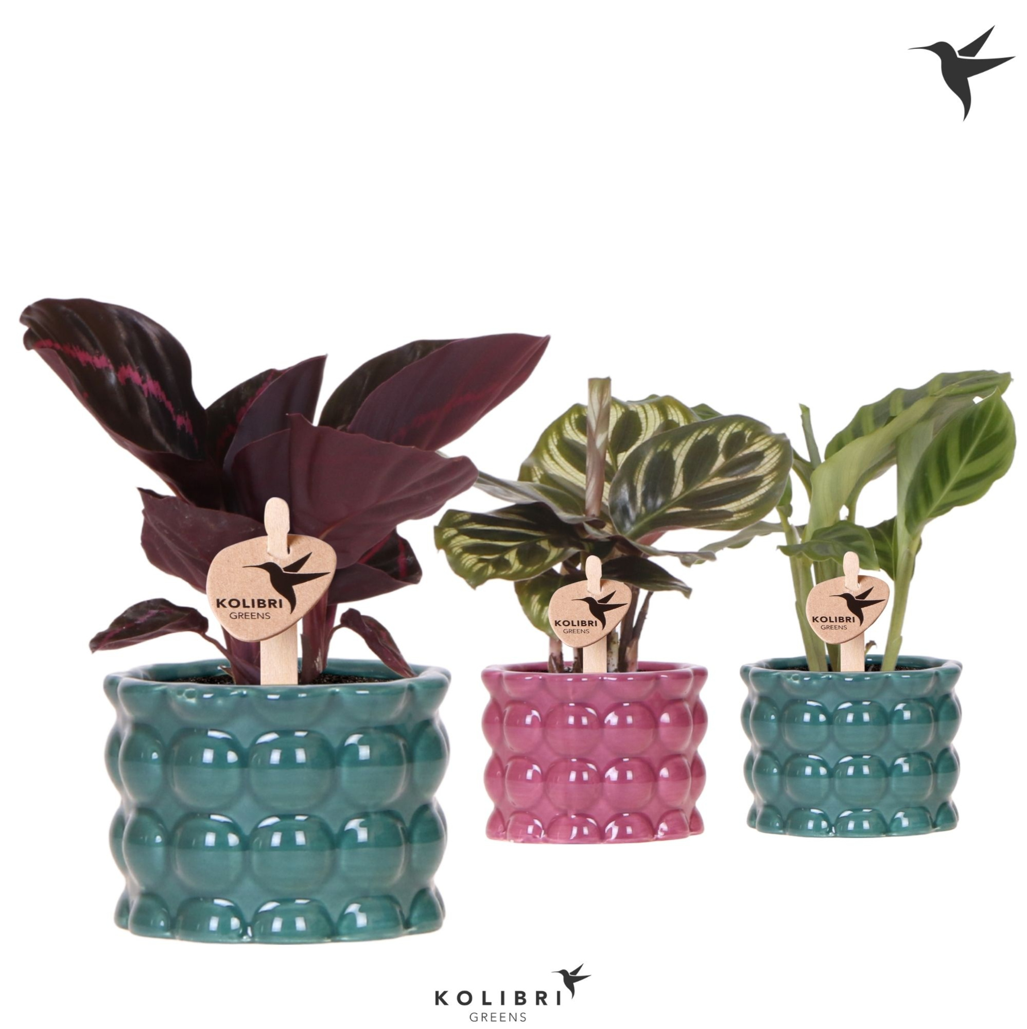 Kolibri Greens Calathea mix in Cotton pot green mix, D 6