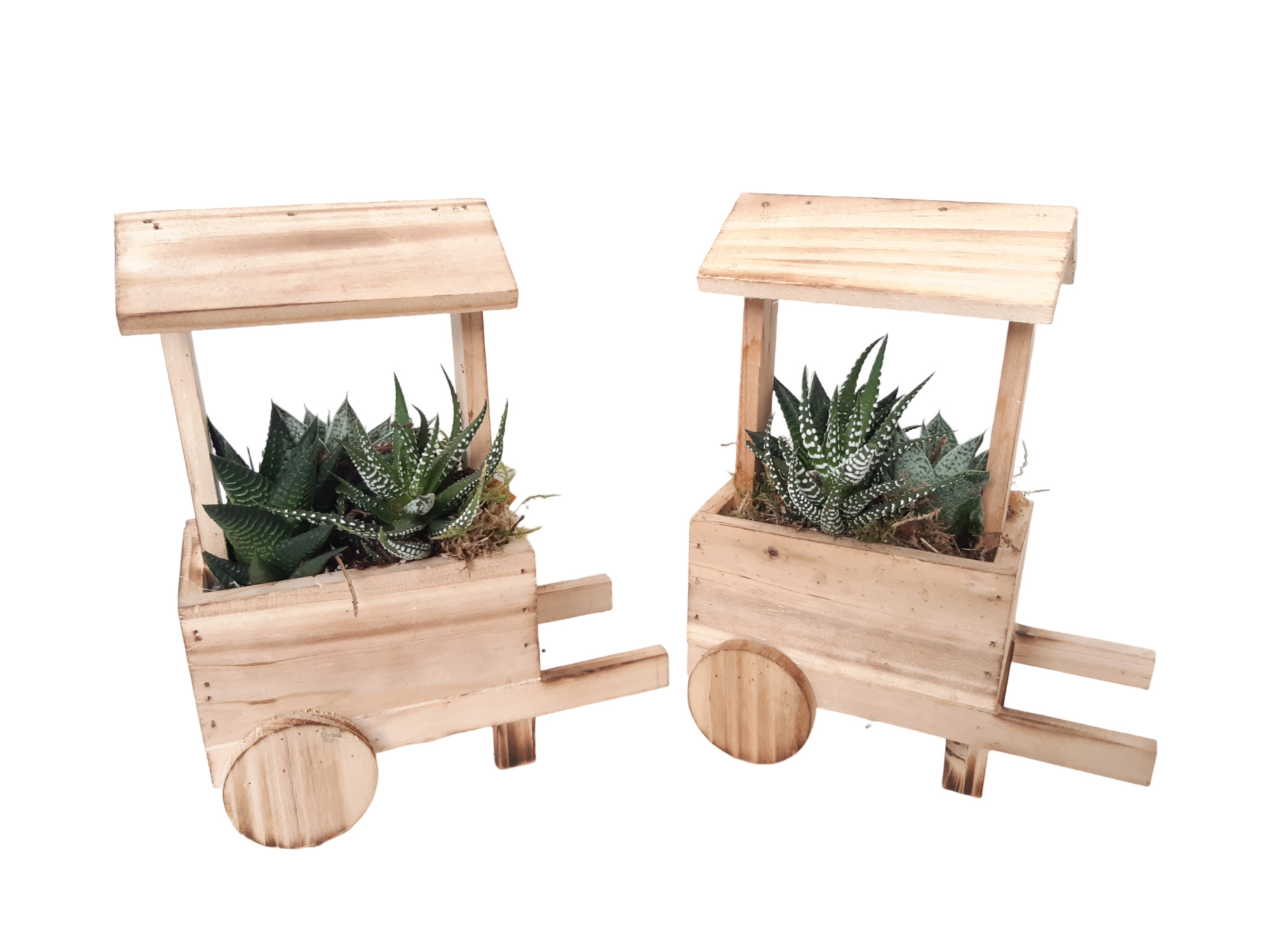 HT16MKSUC Houten Marktkraam 16cm Succulentmix, D 16