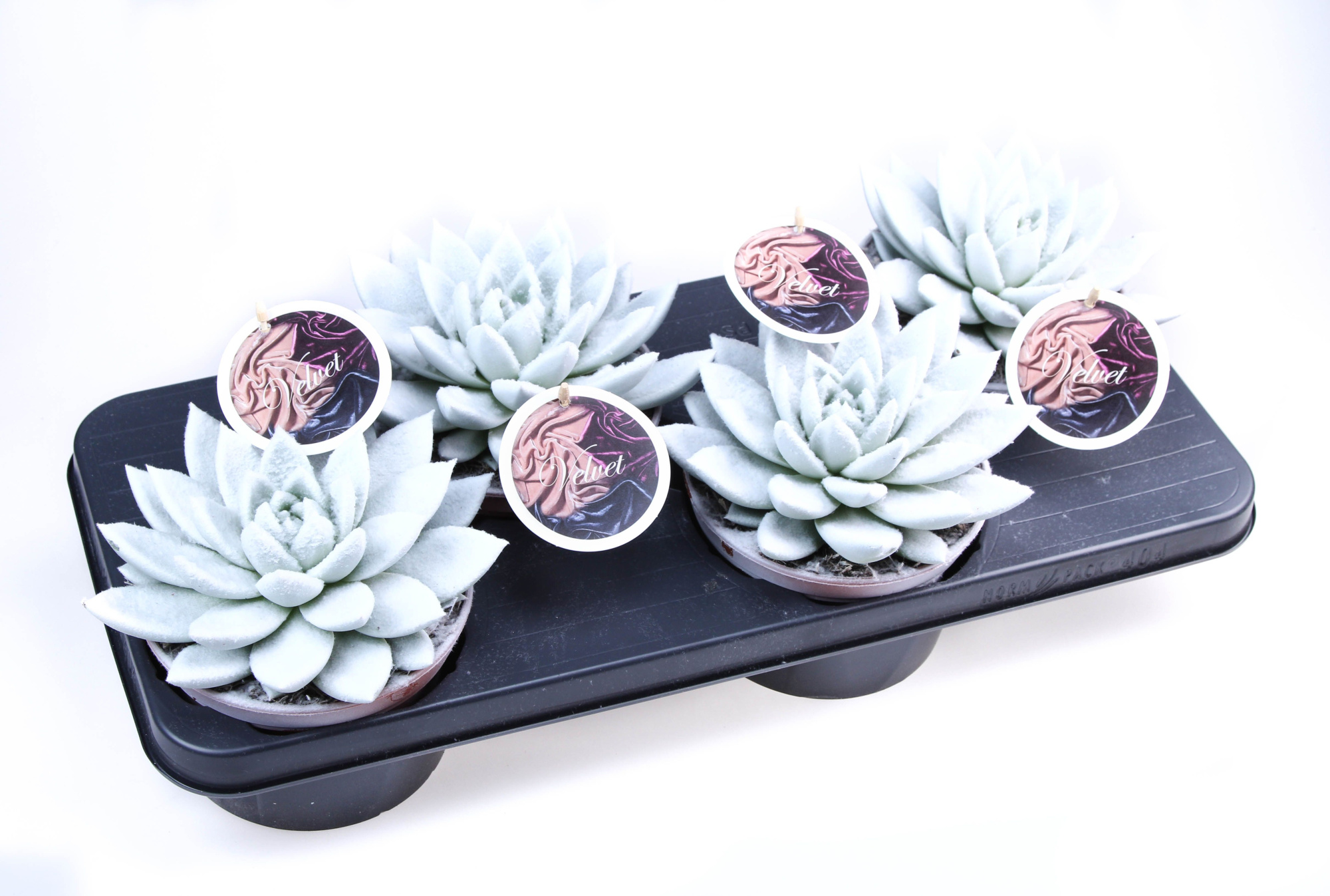 Velvet wit + etiket, D 15