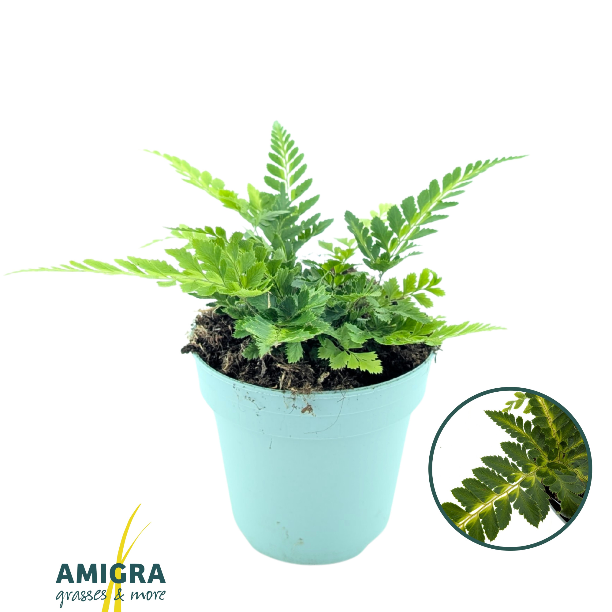 Arachnoides aristata ‘Variegata’, D 10,5