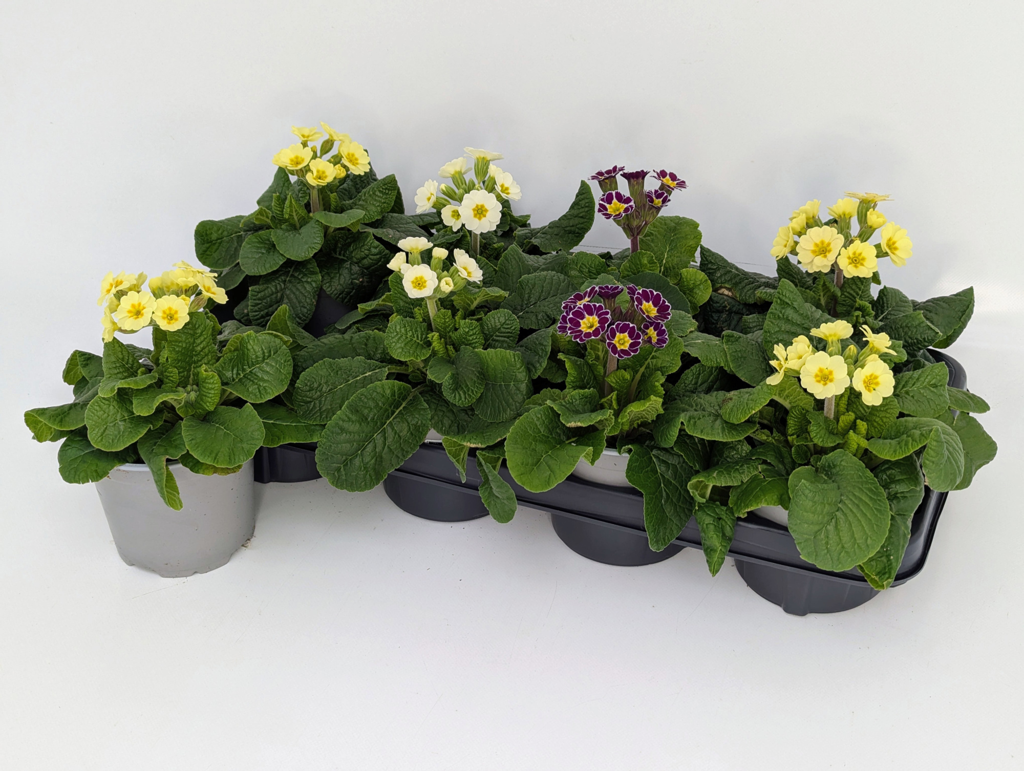 Primula veris T13 - Lagenmix, D 13