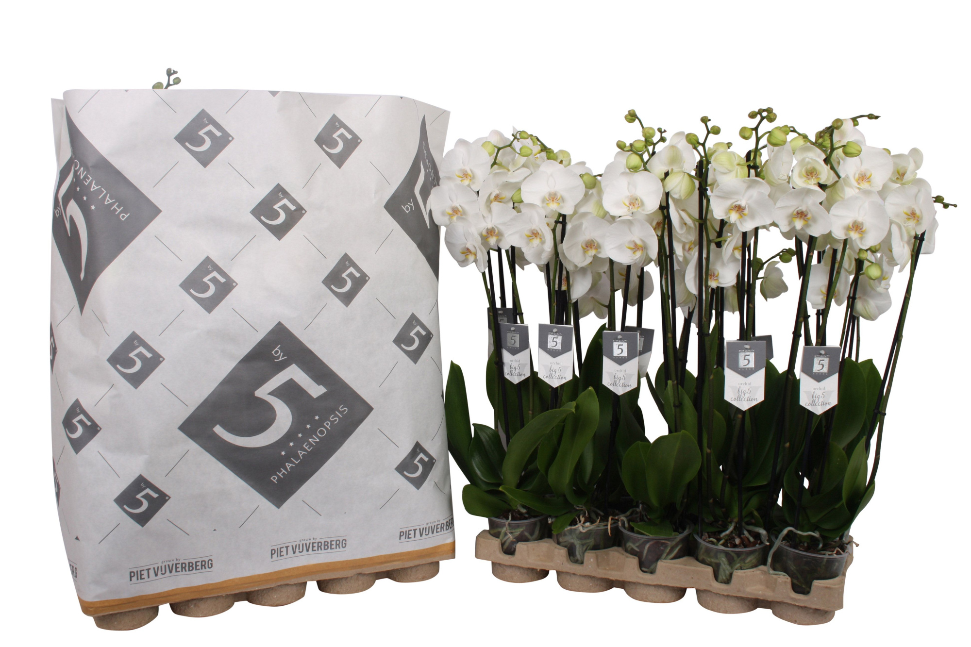 Phalaenopsis White World 3-spike in pulp tray, D 12