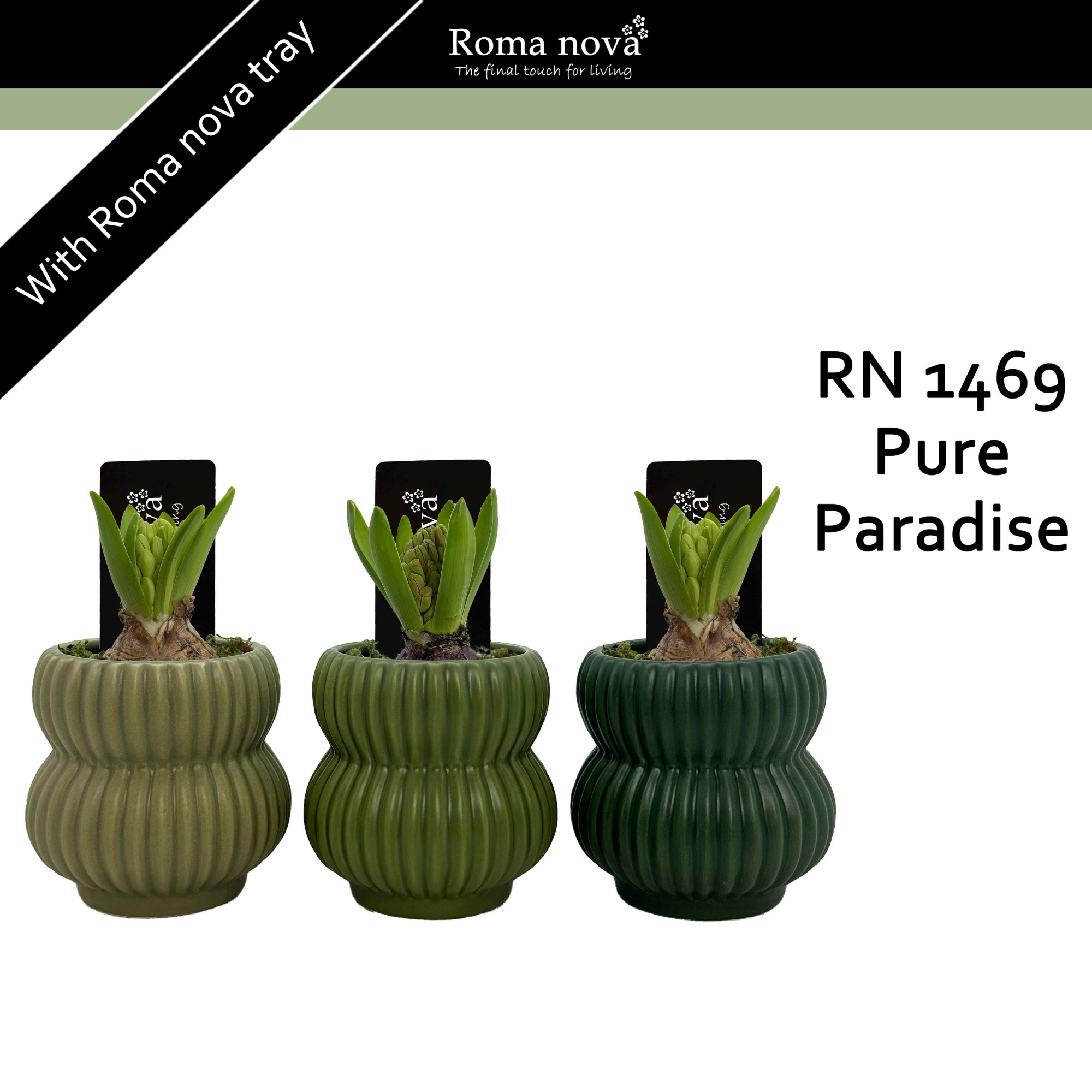 1469 - Pure Paradise (Hyacint 6cm), D 8