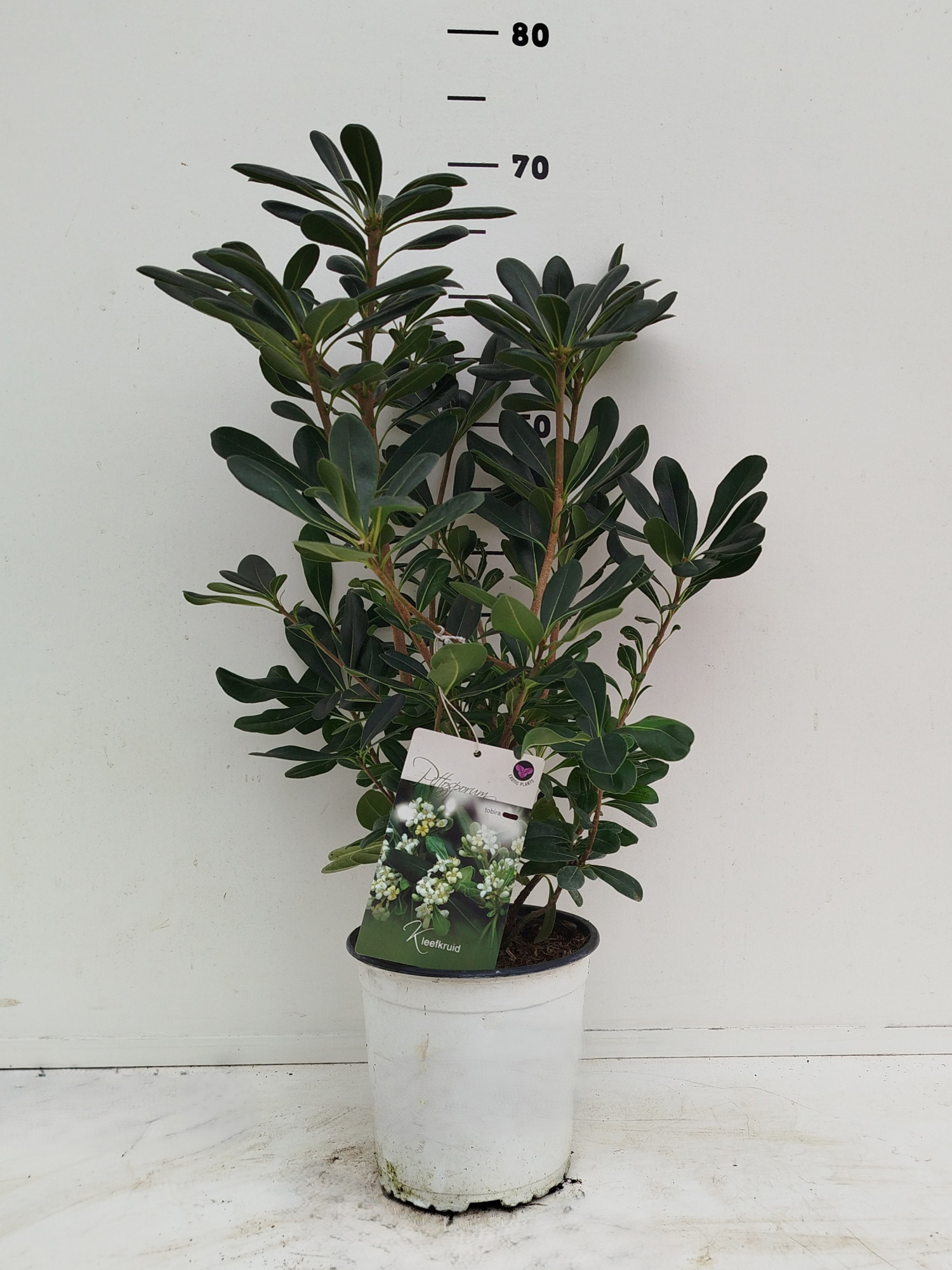 Pittosporum tobira, D 19