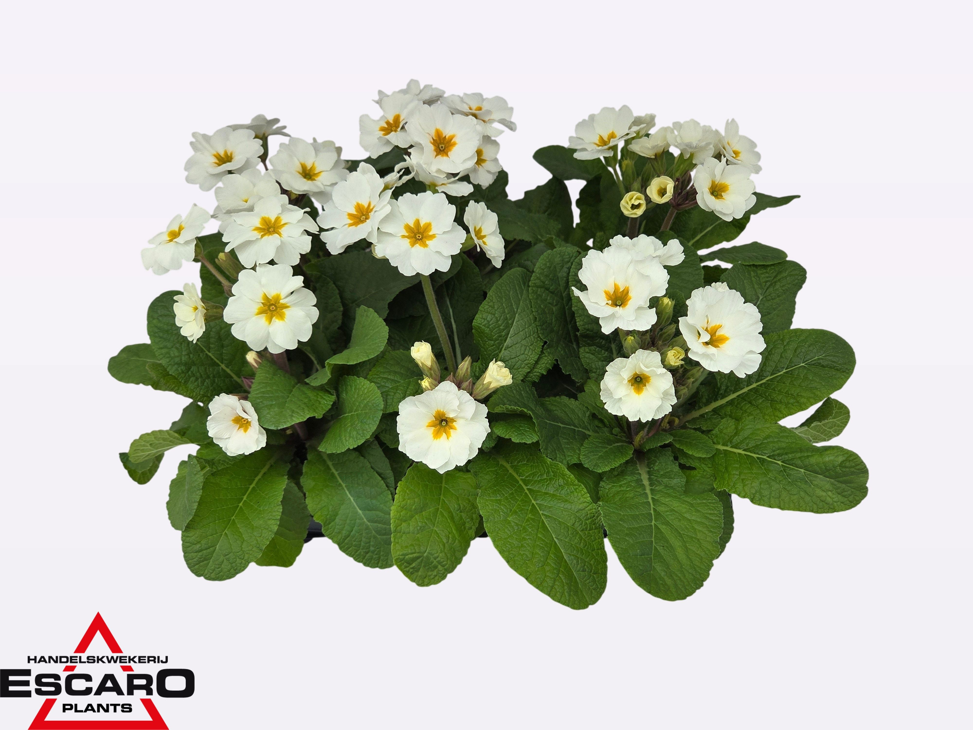 Primula elatior Stella white P12, D 12