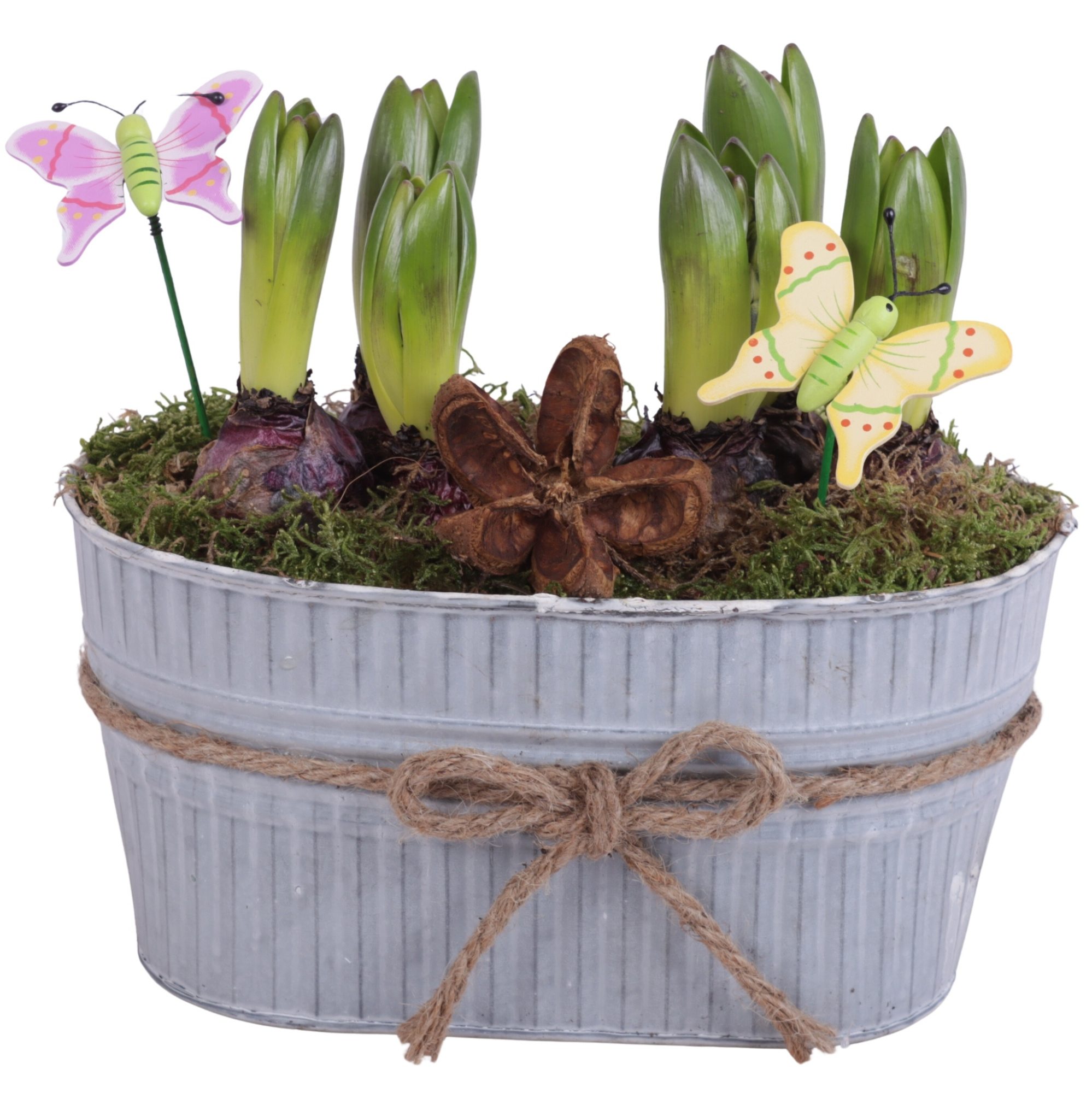 Bulbs Arr. Hyacint Zinc Pot with Rope Oval Ø25cm 6PP, D 25
