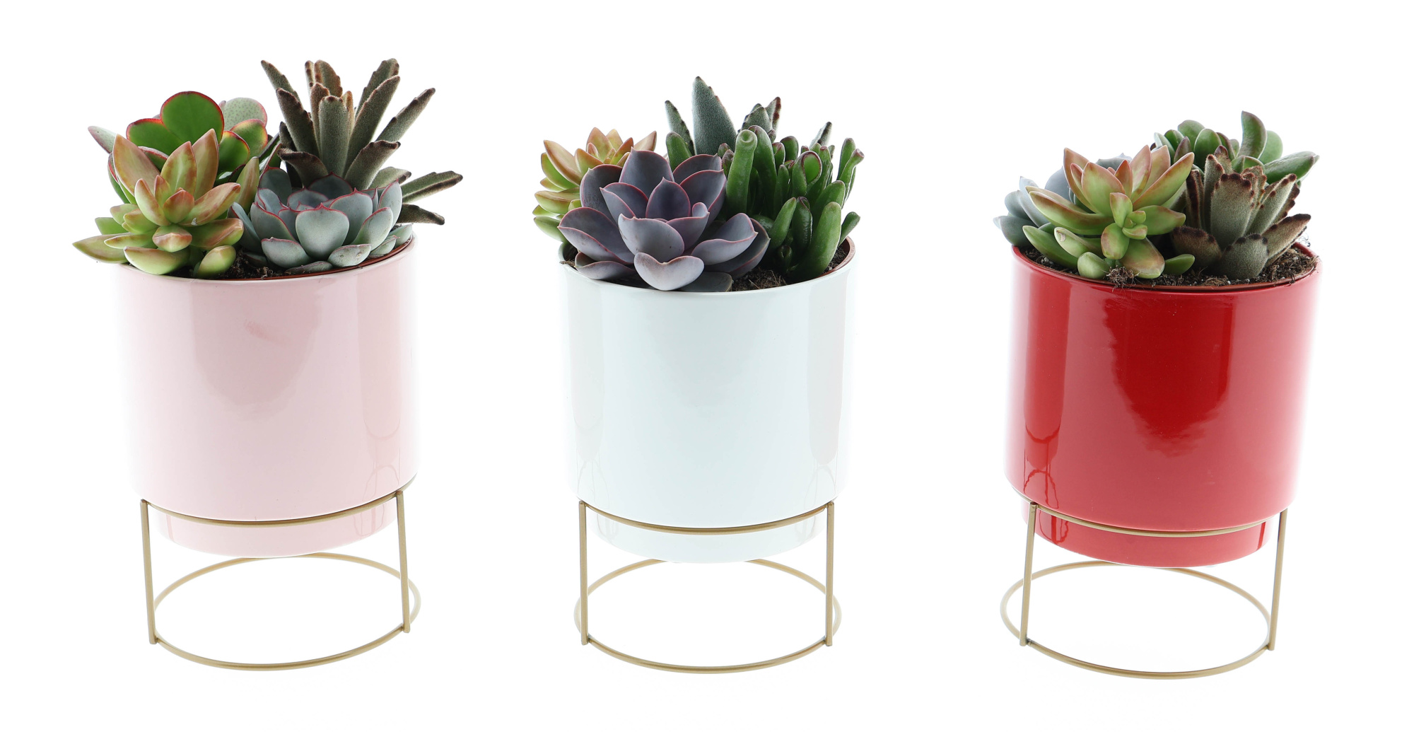 Deluxe pot arrangement, D 12