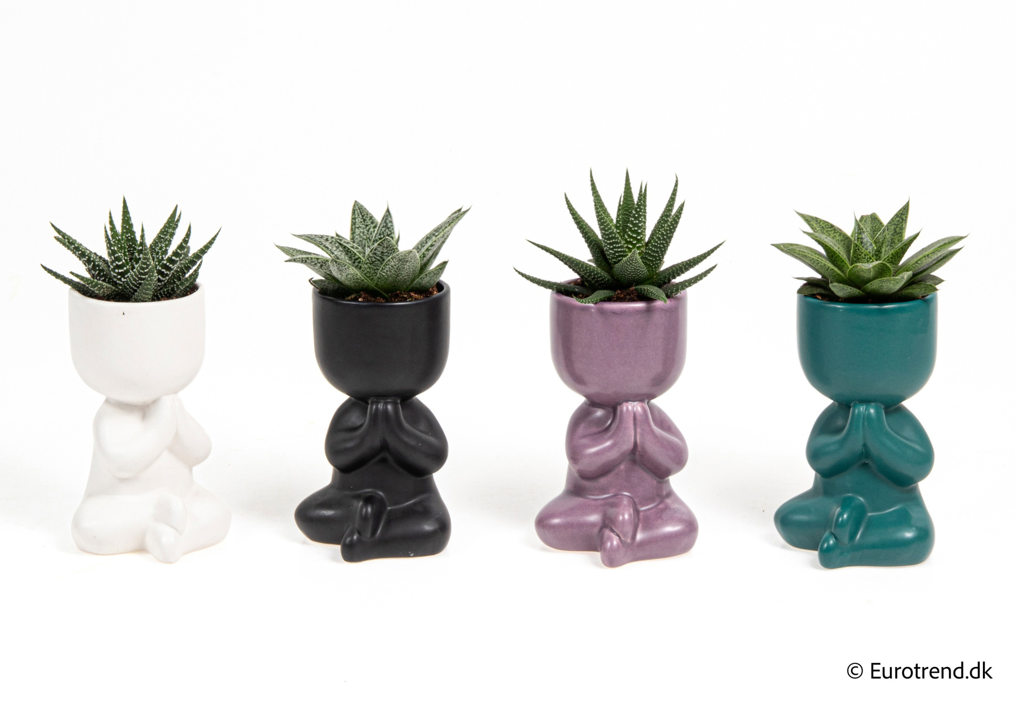 Haworthia in New Look ceramic 2026, D 6