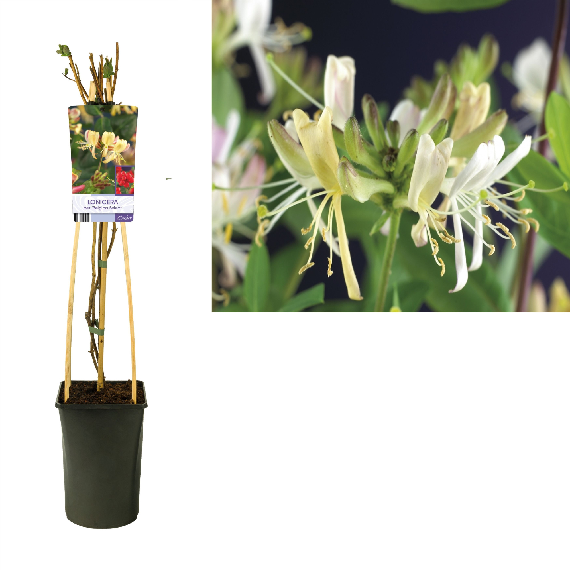 Lonicera per. 'Belgica Select' +light label, D 17