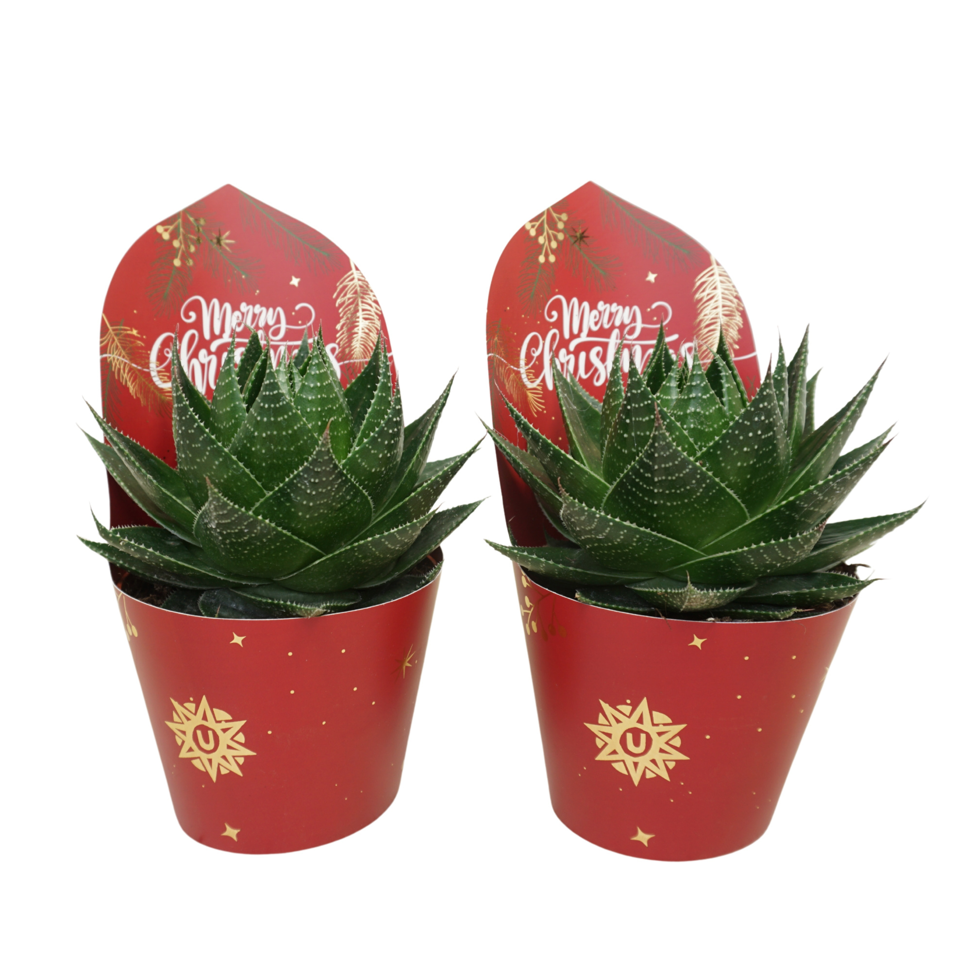 Aloë cosmo 13 cm in Kerst potcover, D 13