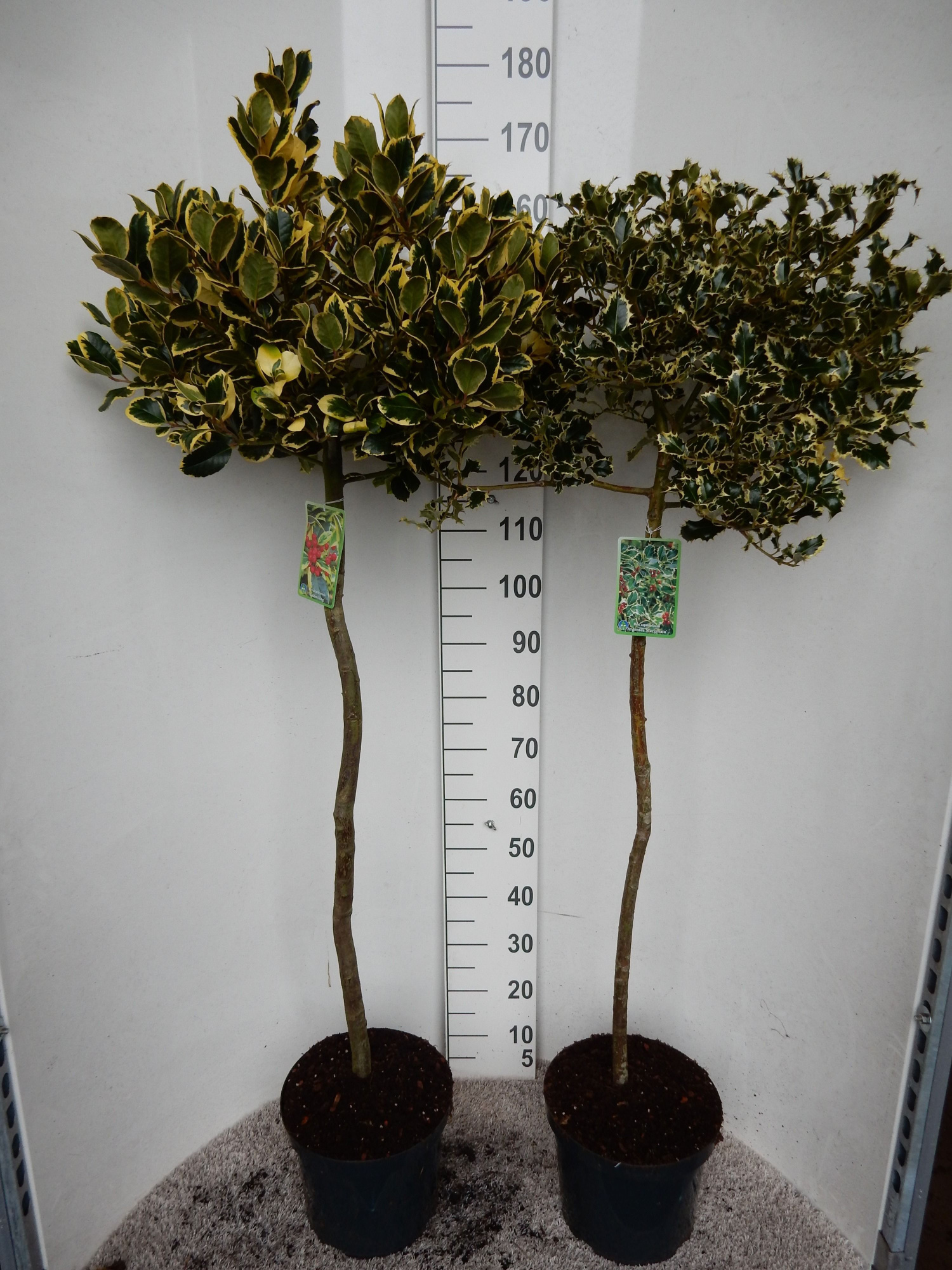 Ilex aquifolium in cultivars 100 stam kroon 30 cm P28, D 28
