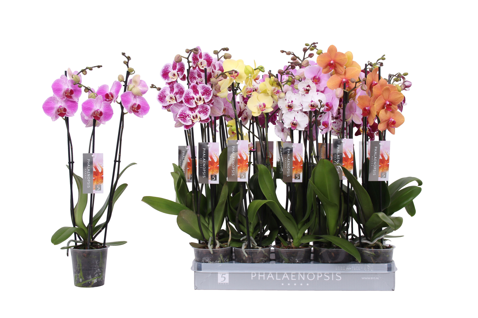 Phalaenopsis 7 color mix without white, 3-spike 22+, D 12
