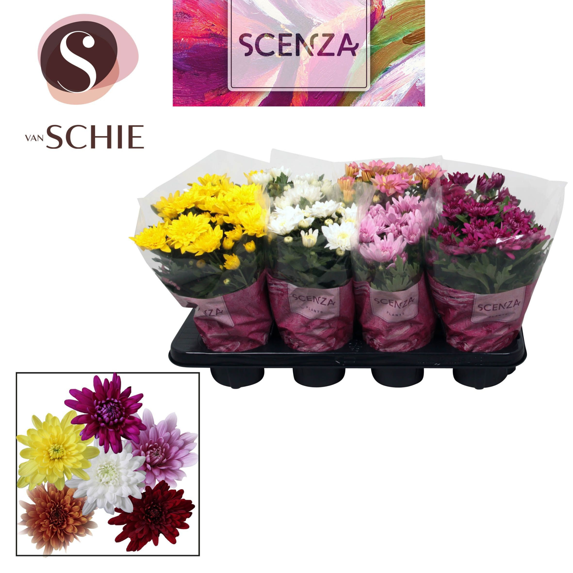 Chrysant Chrystal Mix, D 13
