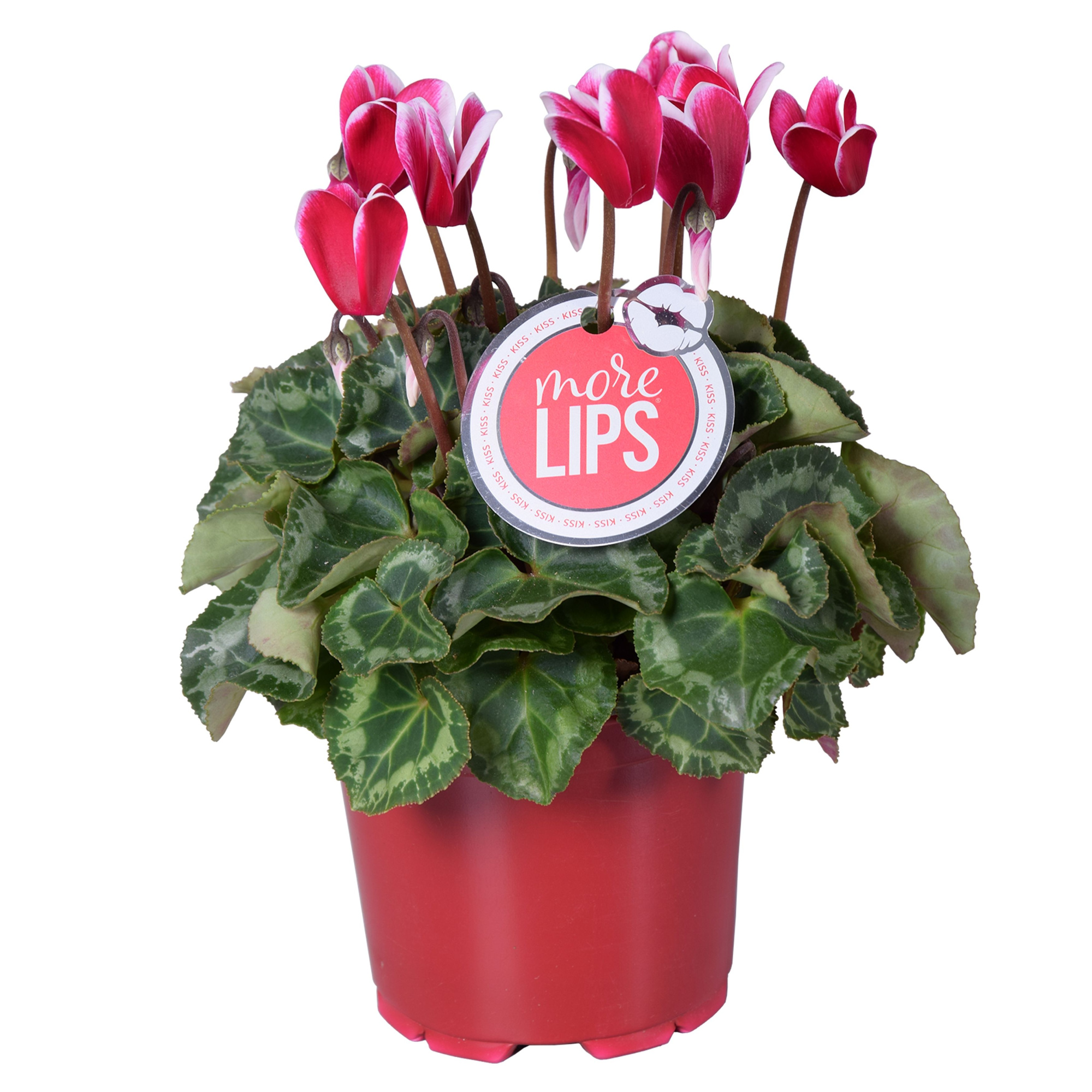 MoreLIPS® Cyclamen Fuji wine red, D 12