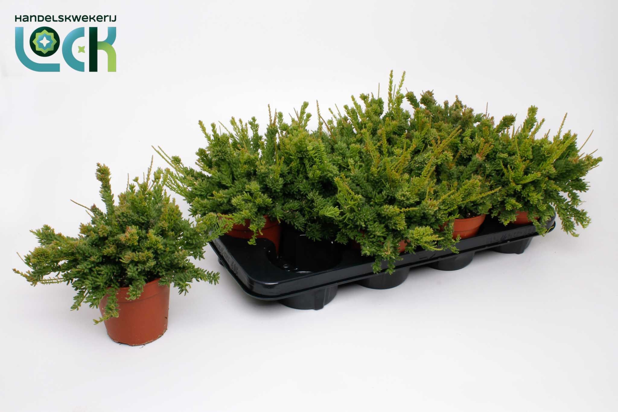 Rhipsalis Mesembryanthemoides, D 12