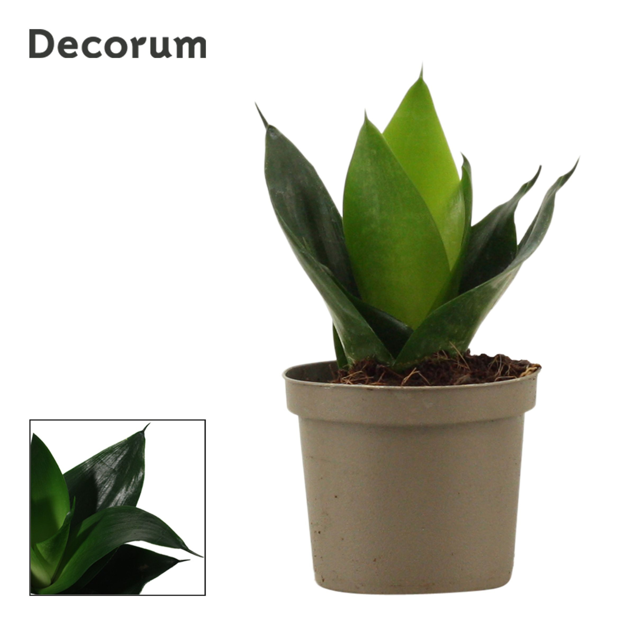 Sansevieria Hahnii 9 cm Black Jade (Decorum), D 9