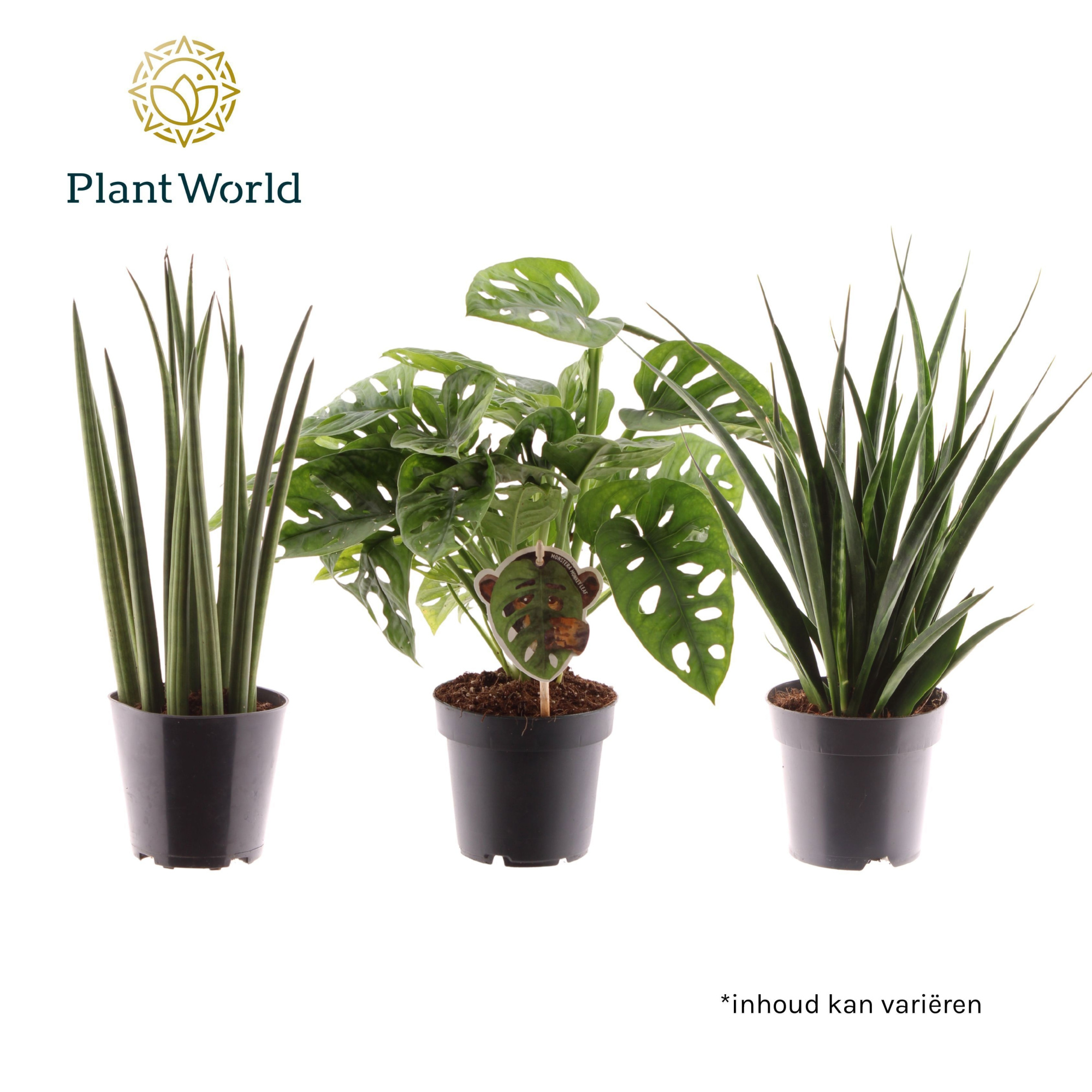 Mix: Mikado-Kirkii-Monkey, D 12