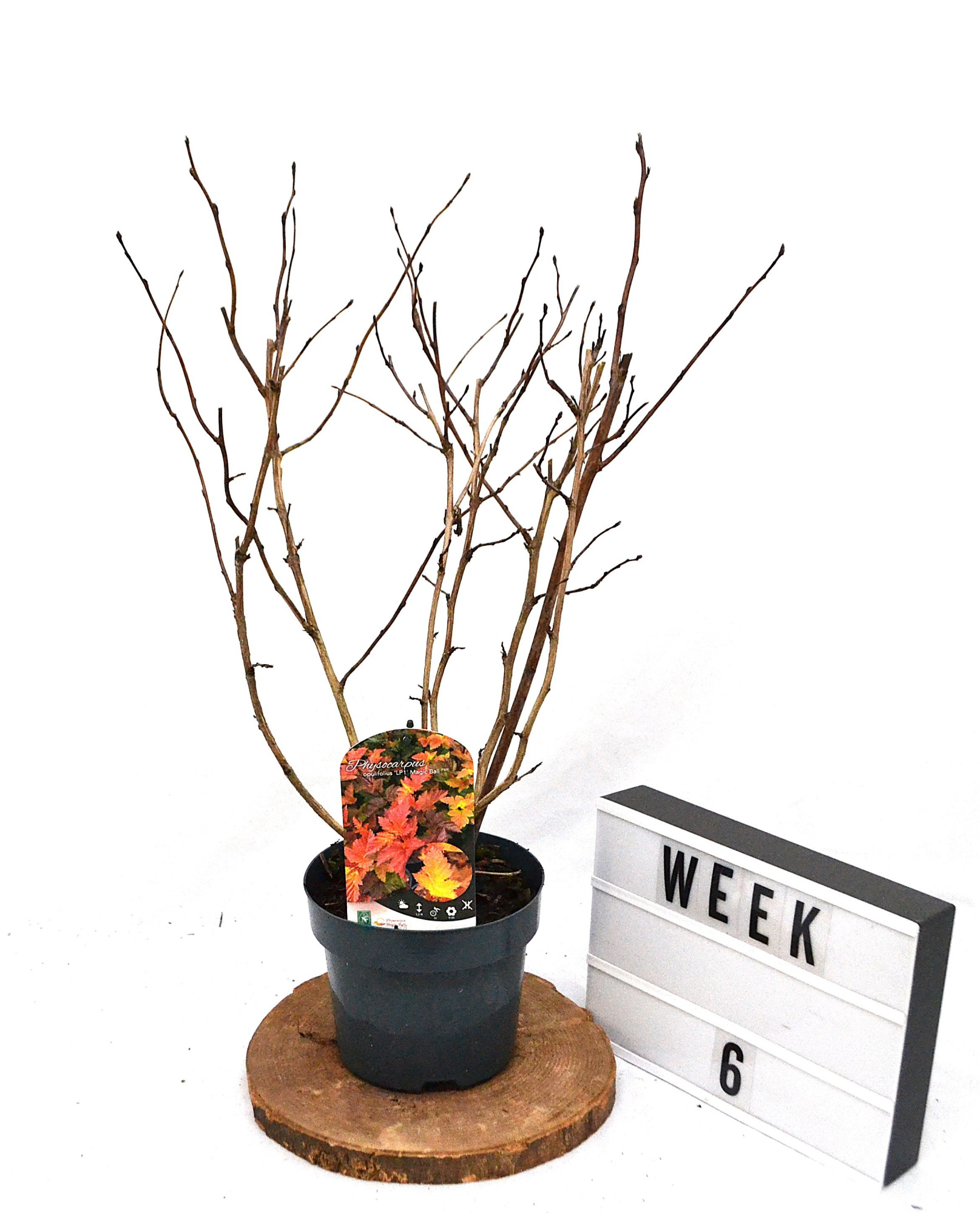 Physocarpus opulifolius Magic Ball C3, D 19