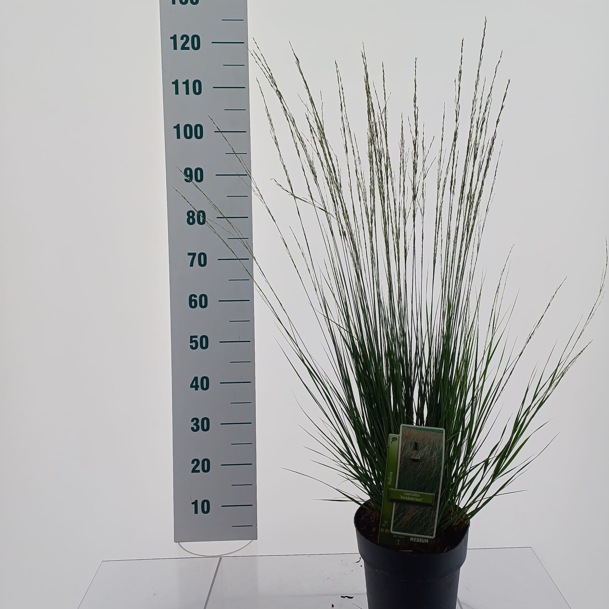 Molinia caerulea 'Heidebraut', D 23