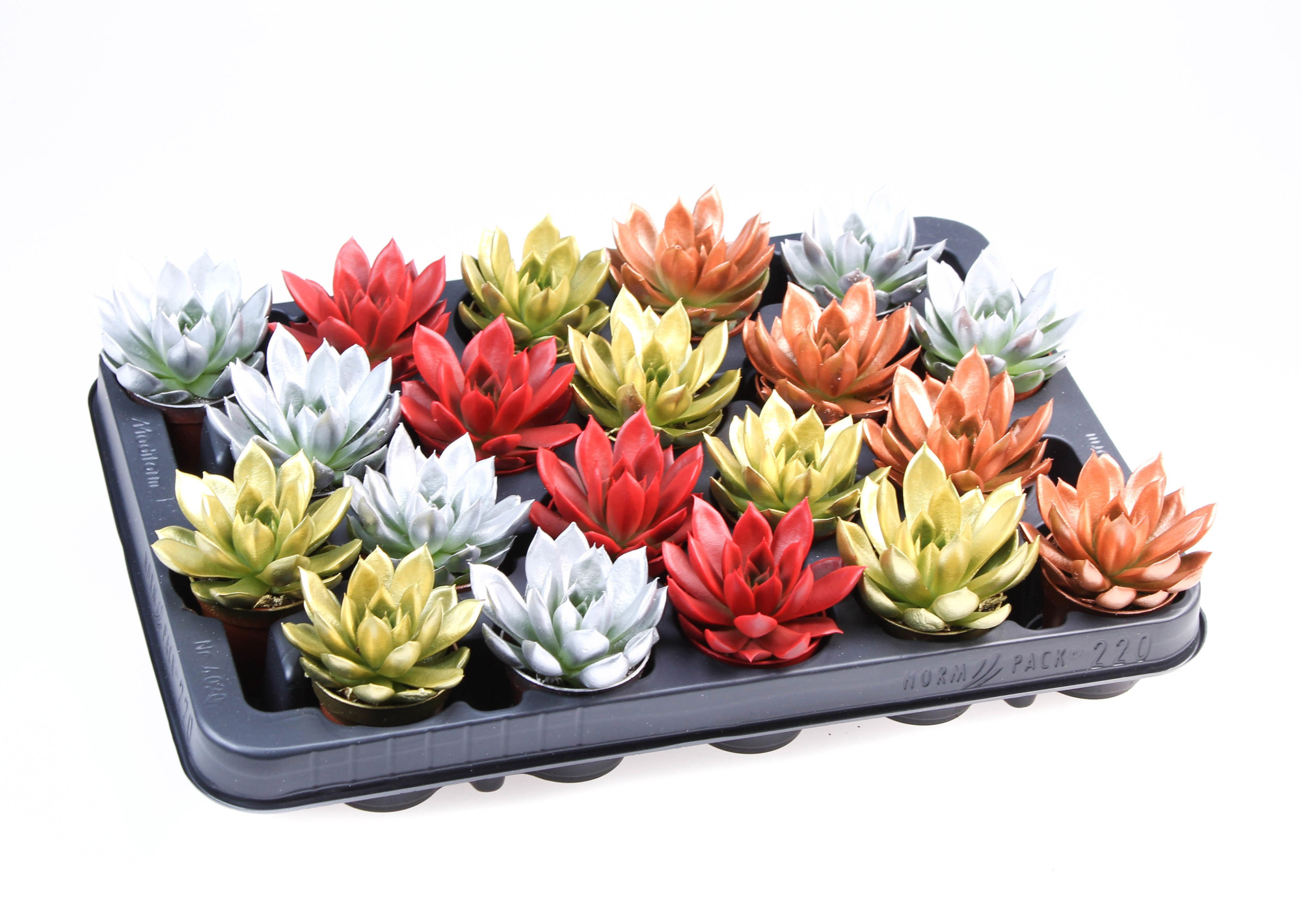 Rainbow kerstmix, D 5,5