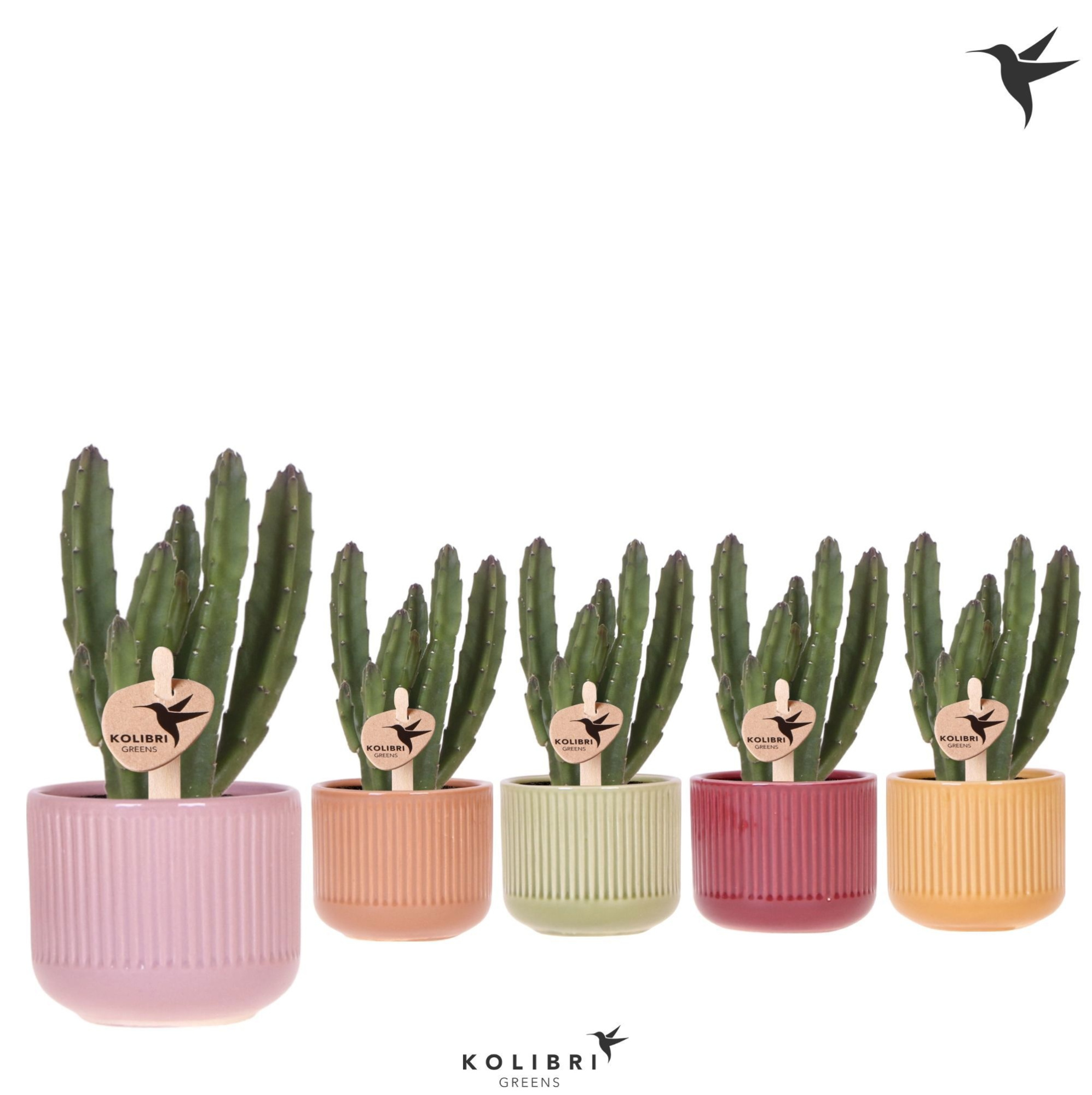 Kolibri Greens Stapelia Leendertziae in Flare pot mix, D 6