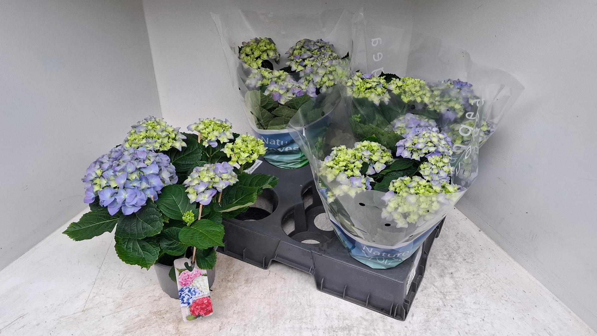 Hydrangea blauw, D 15