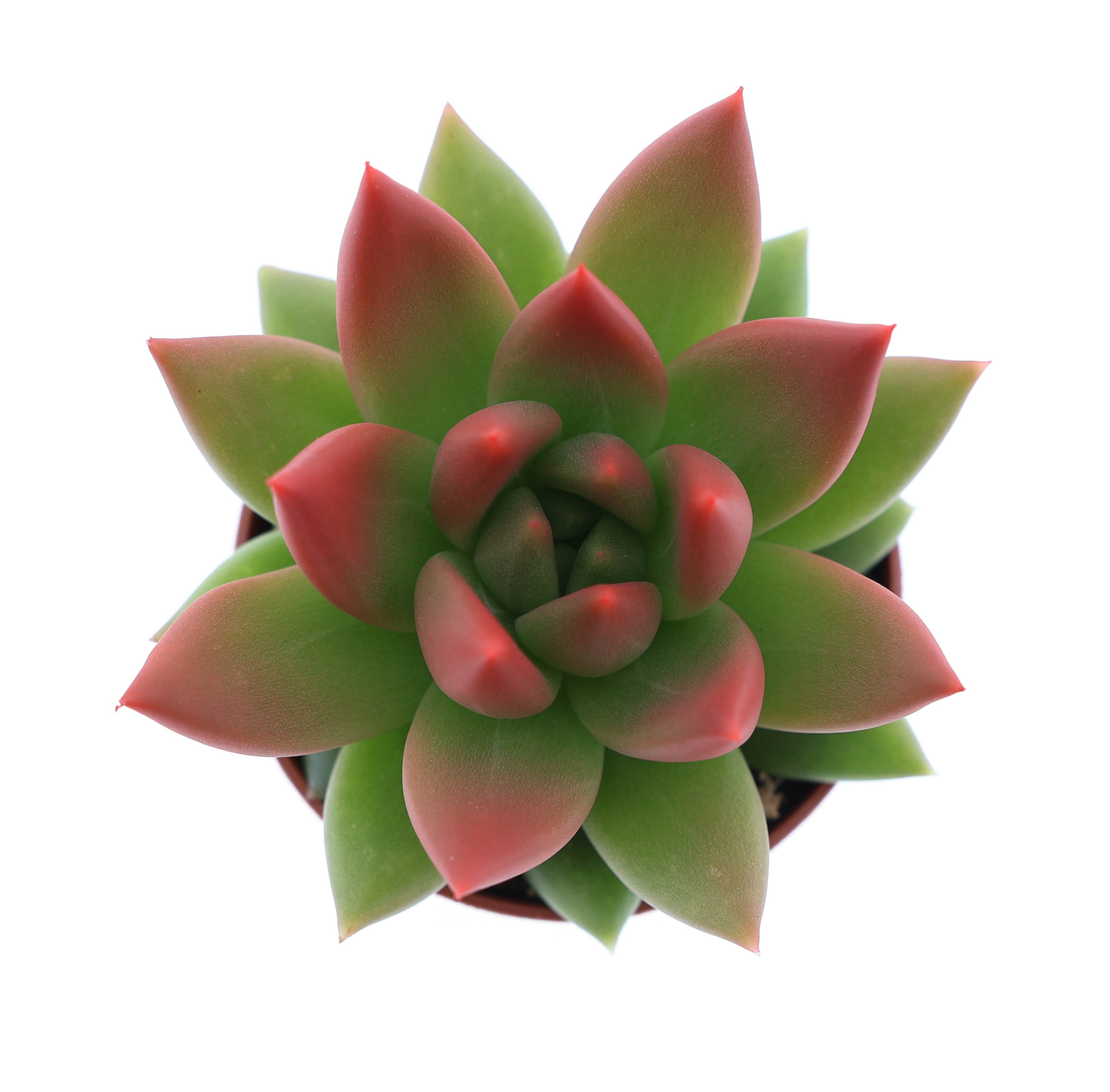 Miranda tips red, D 5,5