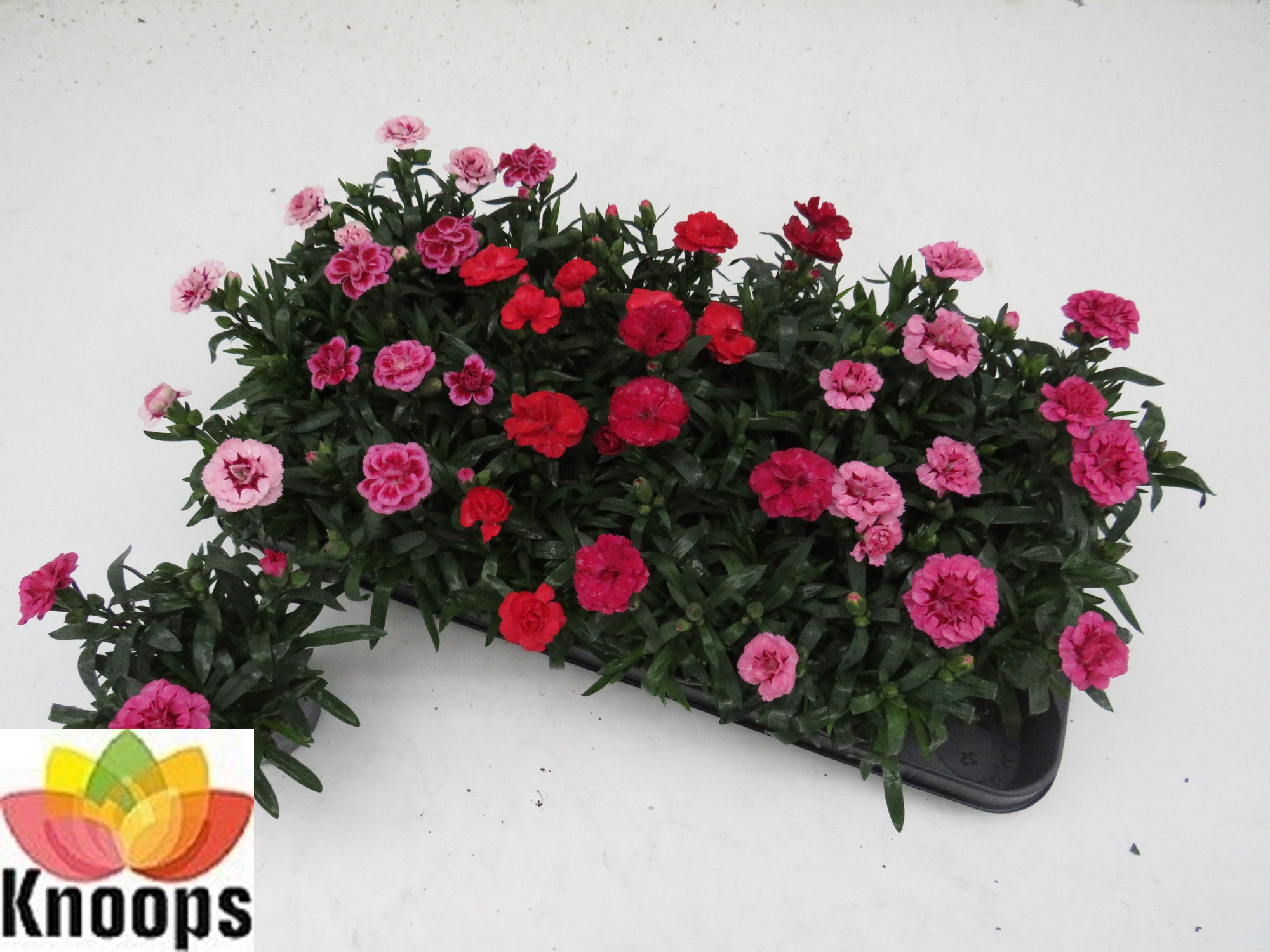 Oscar gemengd, D 9 cm