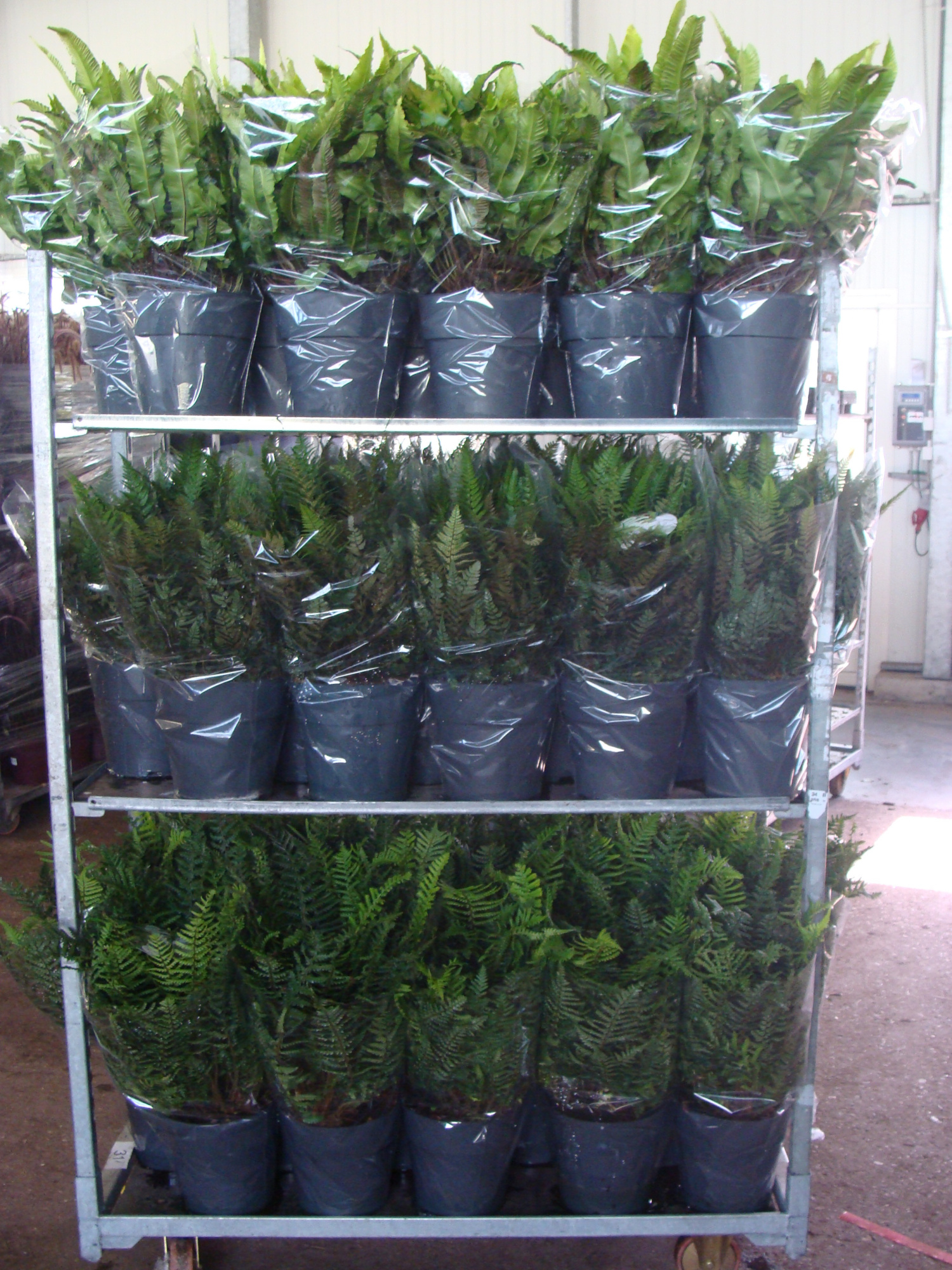 Varens mix per cc, D 24