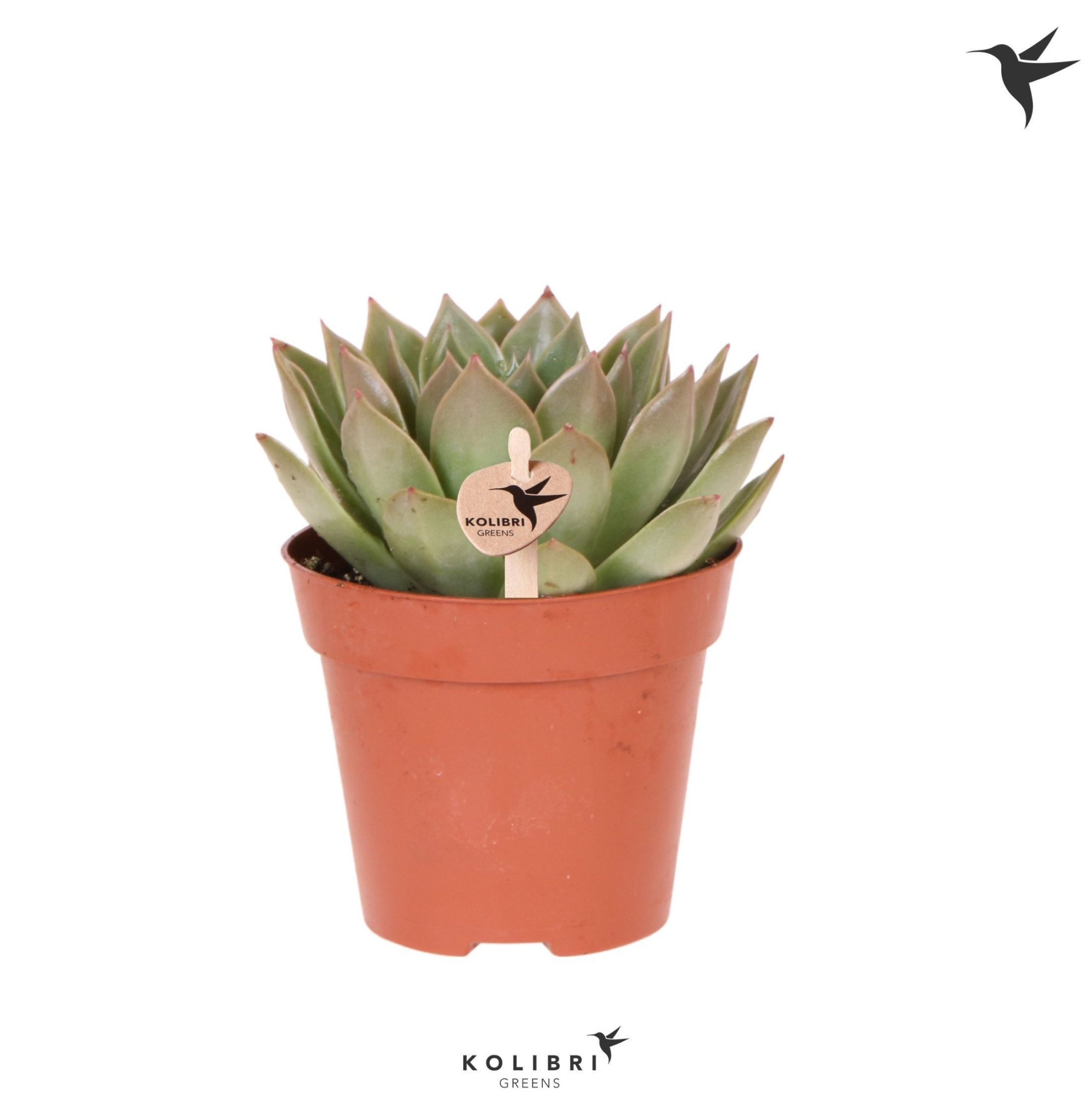 Kolibri Greens Succulenten Echeveria Miranda, D 12