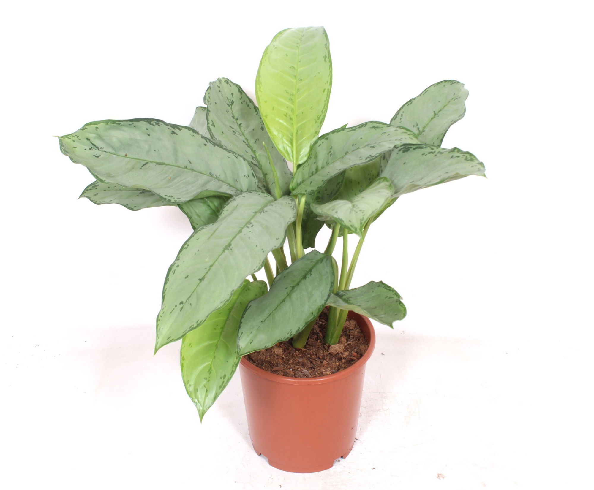Aglaonema Freedman, D 24