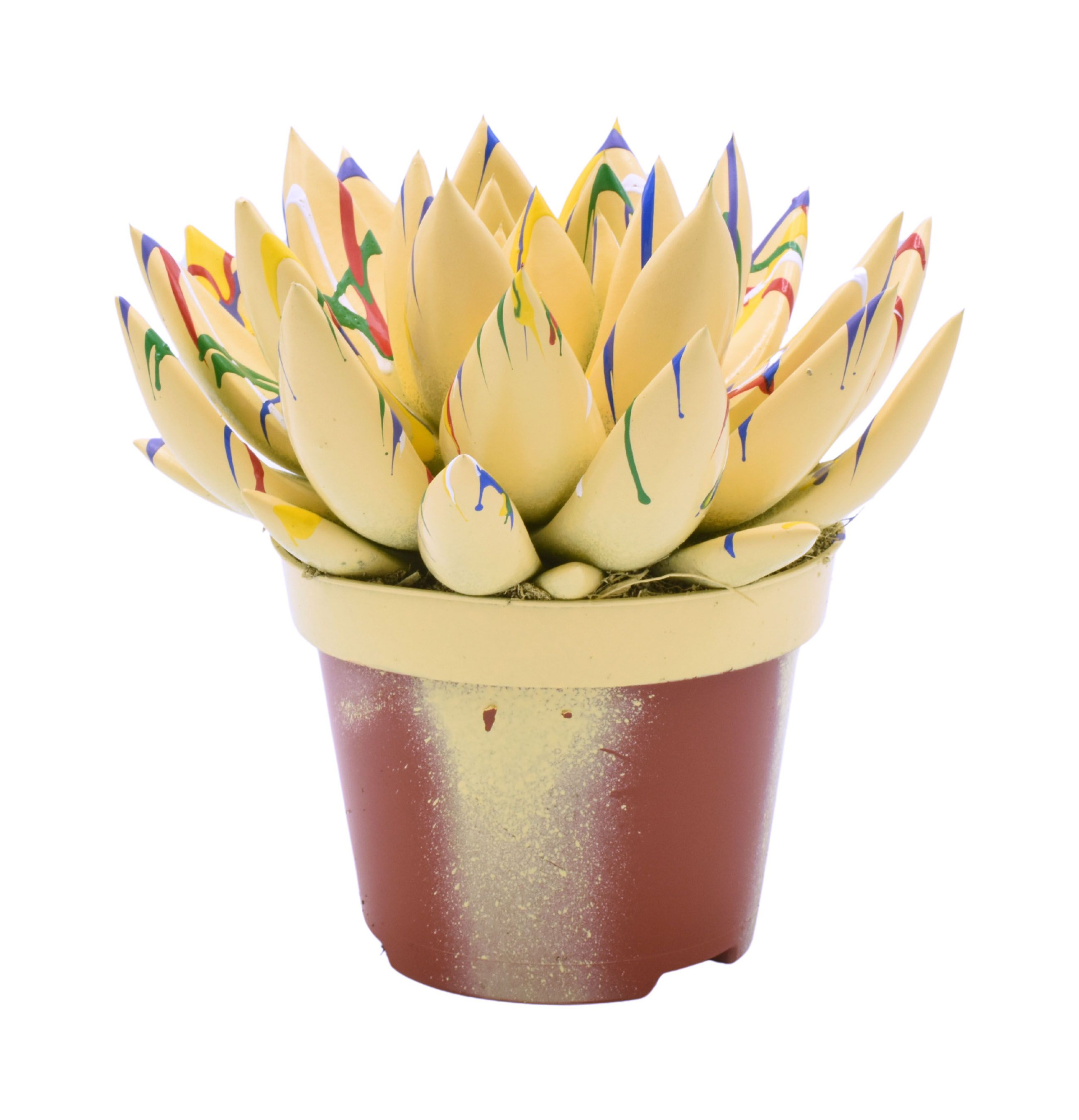 Miranda coloured Splash pastel orange, D 10,5