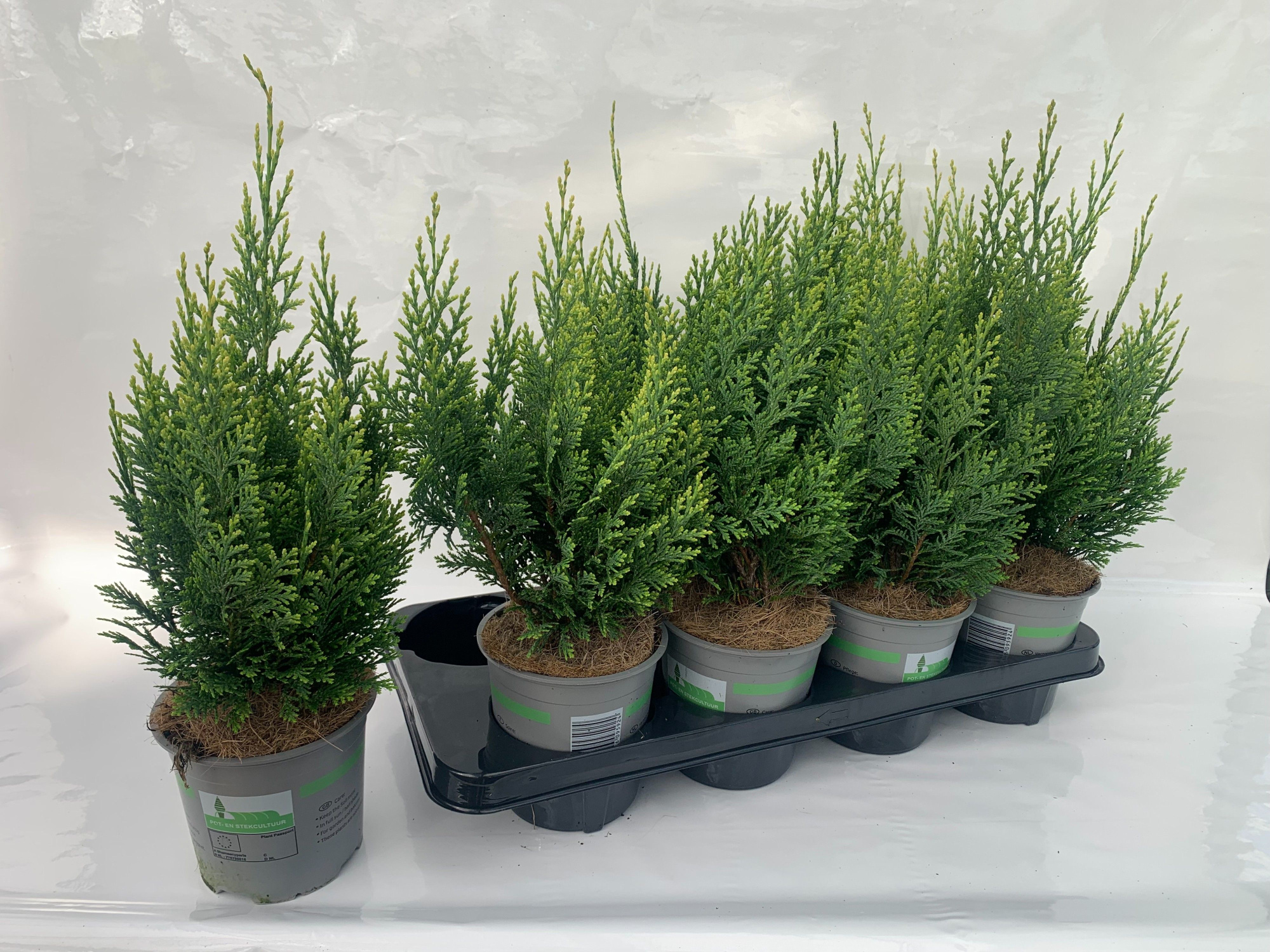 Cham.laws. White Spot, D 13